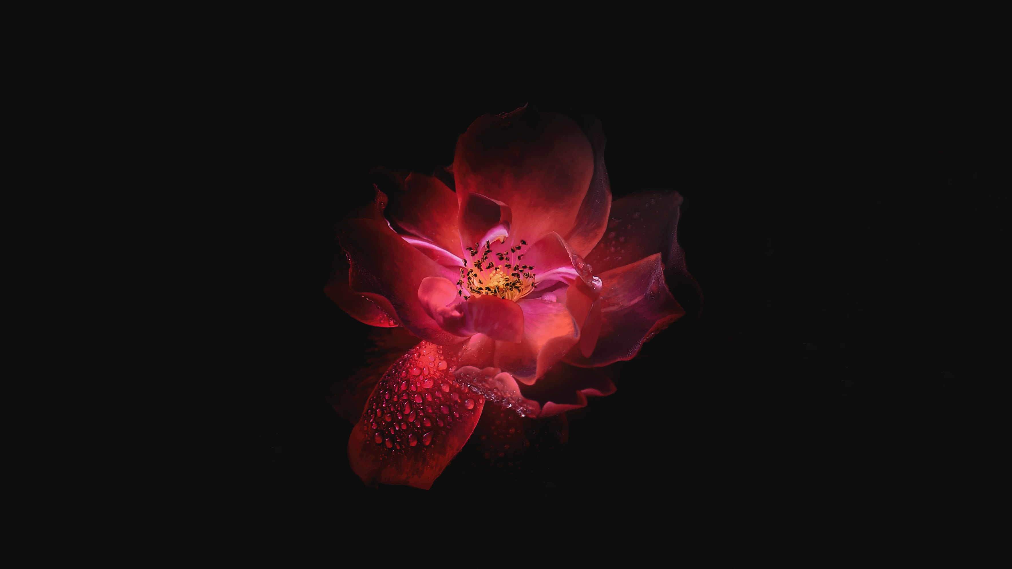 low, studio shot, indoors, water, black color, nature, beauty in nature, abstract, 2K, pink, bloom, outdoors, drops, fragility, photography, wet, light, HD Wallpaper