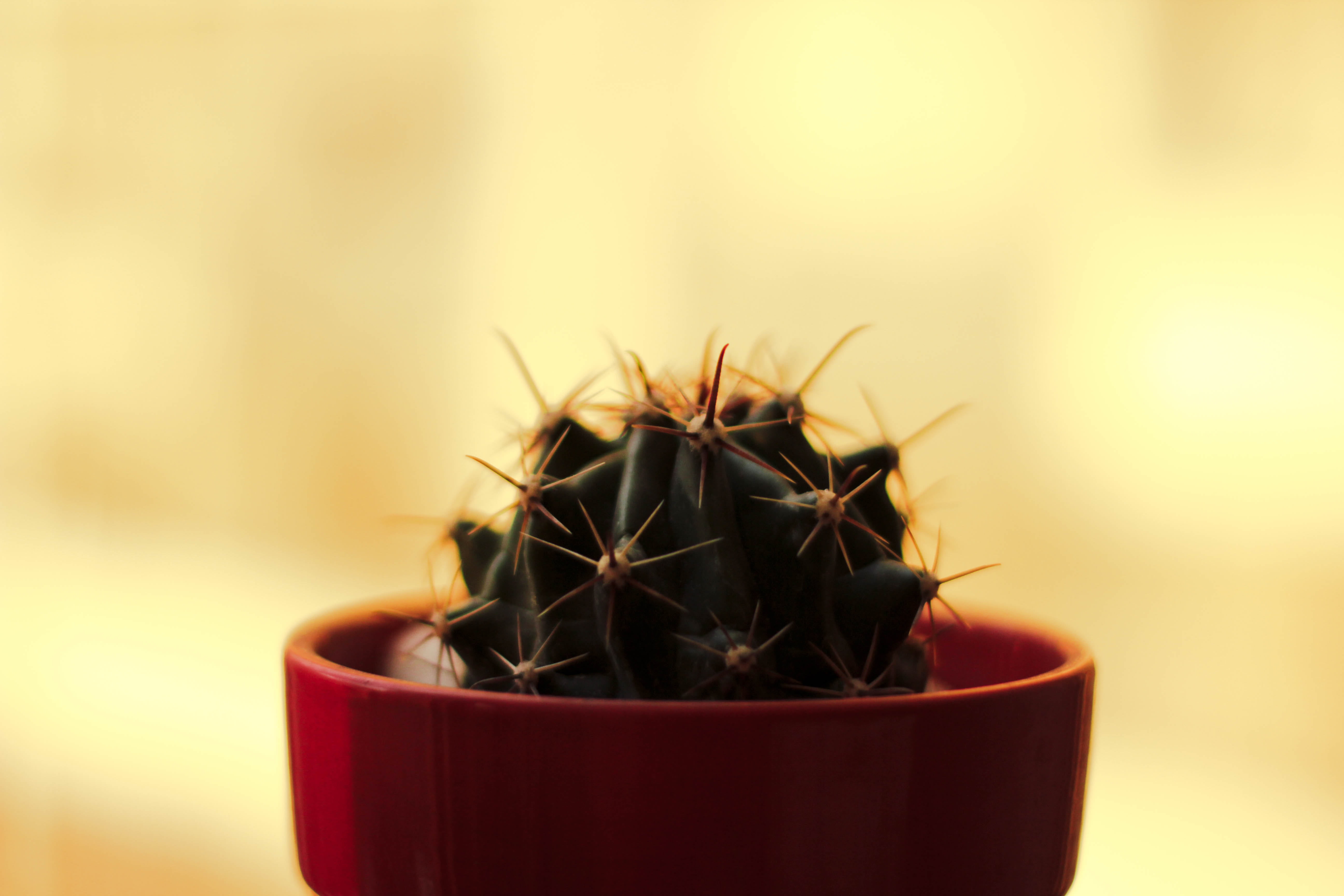 houseplant, small, succulent plant, food and drink, studio shot, growth, pot, spiked, day, selective, focus on foreground, selective focus, no people, outdoors, HD Wallpaper