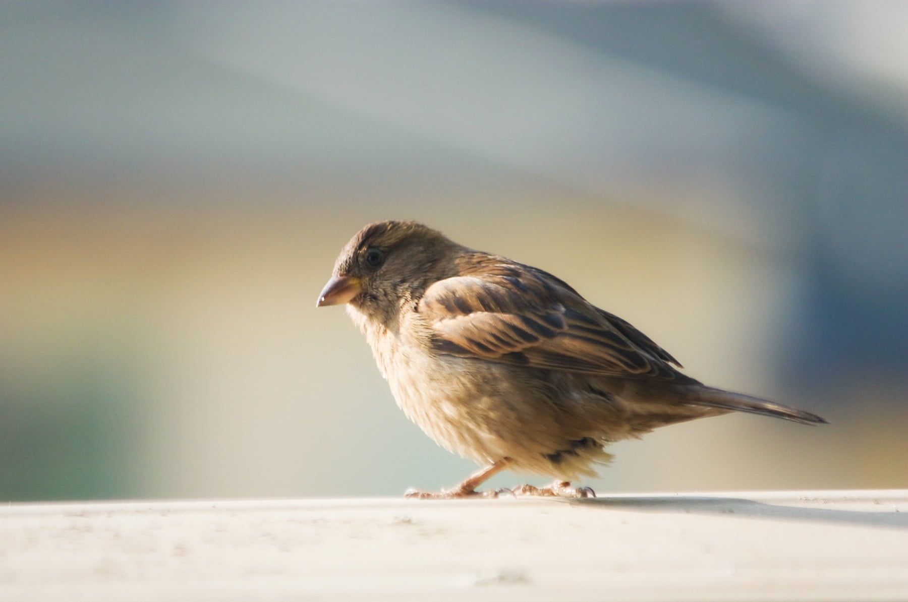 selective focus, animal wildlife, full length, animals in the wild, one animal, day, focus on foreground, white, sparrow, close-up, wood - material, black, HD Wallpaper