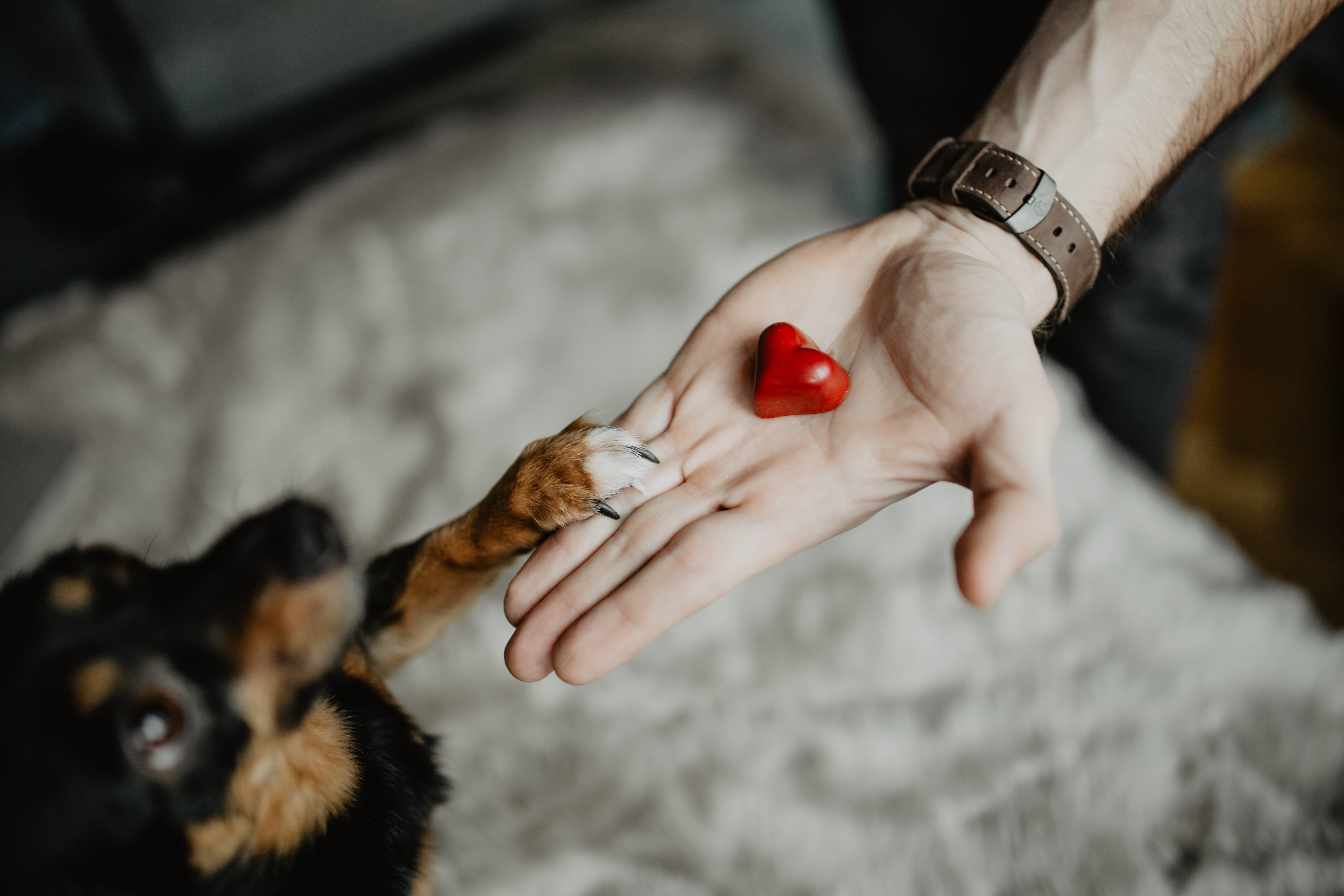 domestic, one animal, pets, animal, dog, cute, human hand, care, red, adult, food, love, hand, close-up, mammal, heart, cat, human body part, small, 5K, HD Wallpaper