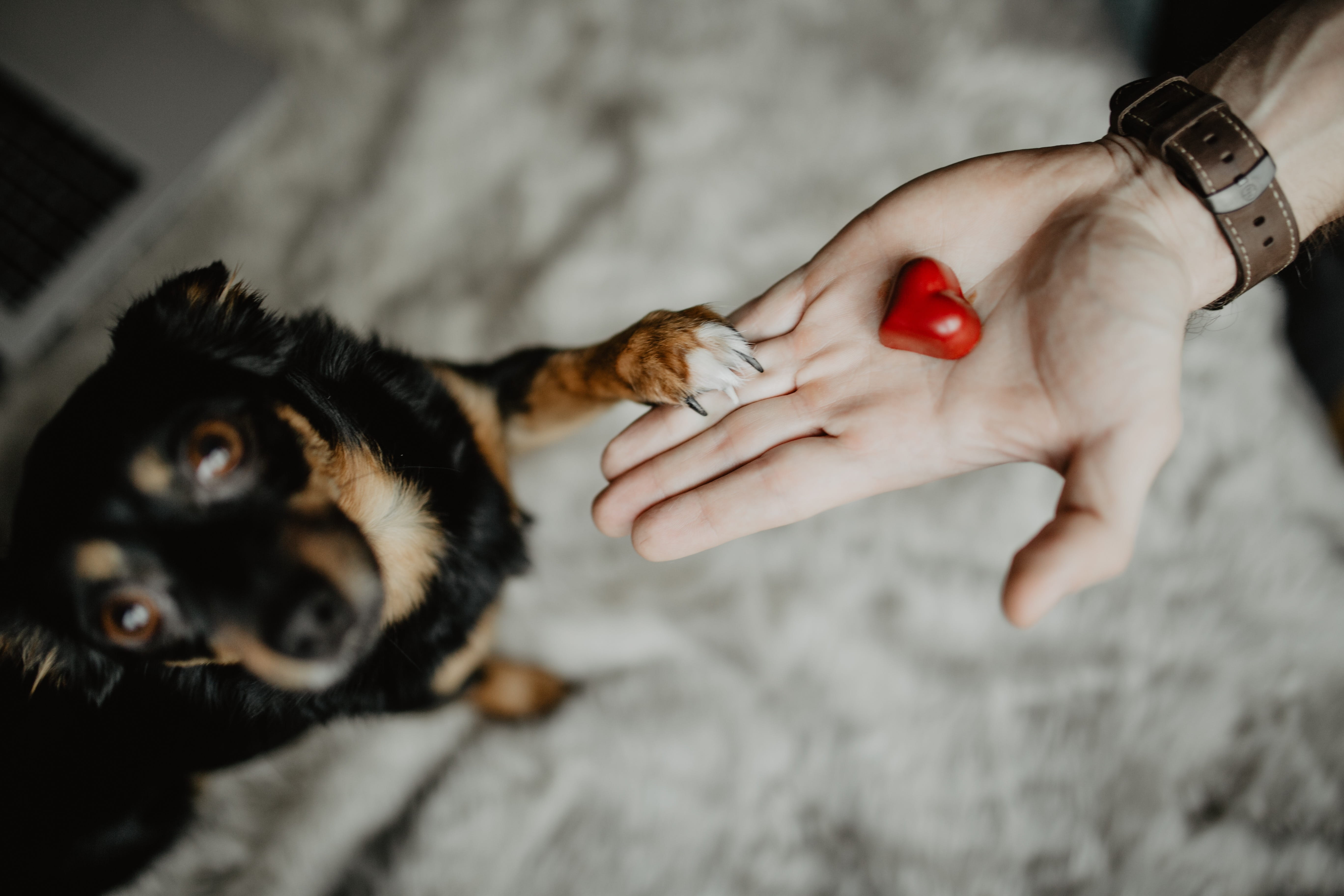 portrait, heart, domestic animals, small, puppy, domestic, hand, dog, one animal, human body part, mammal, cat, selective focus, 5K, indoors, love, treat, HD Wallpaper