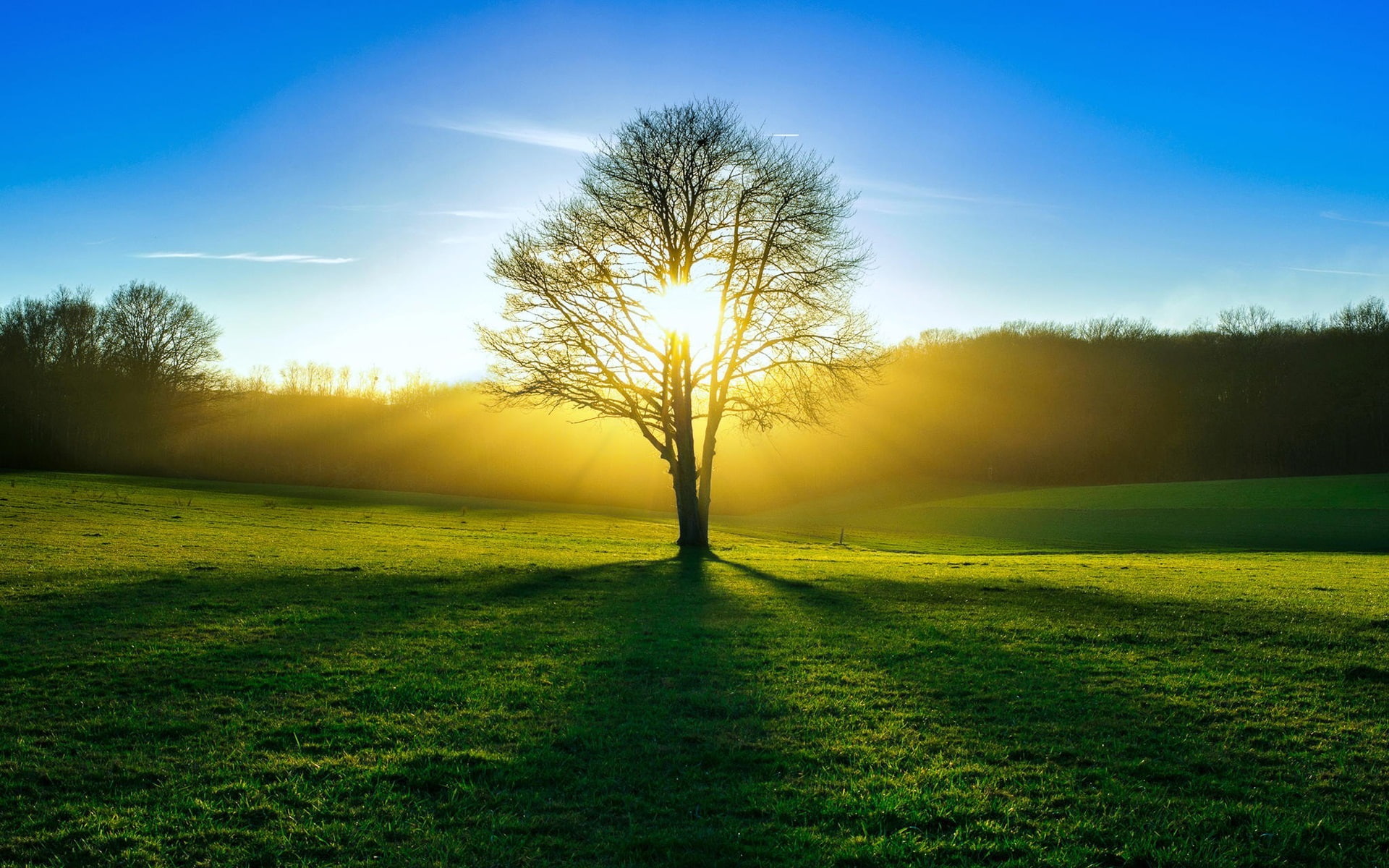 Summer, 1080P, Sun, Nature, Fields, Light, Tree, HD Wallpaper