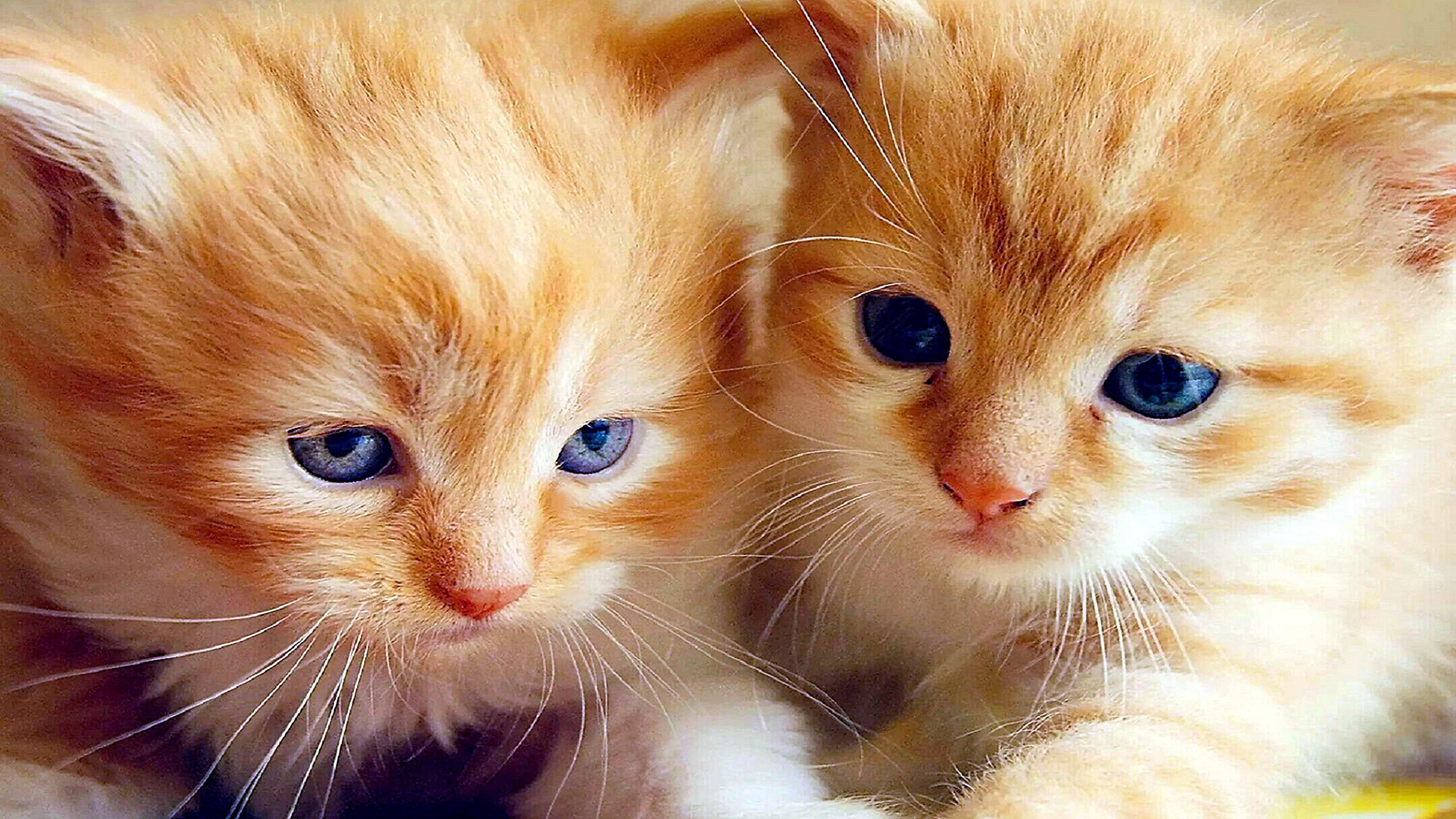 kittens, small, 4K, cats, HD Wallpaper