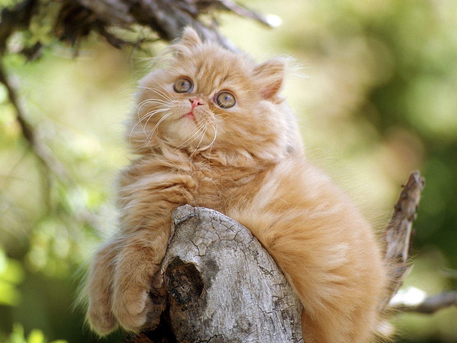 small, persian cat, persian, cute, kitten, 720P, lovable, HD Wallpaper