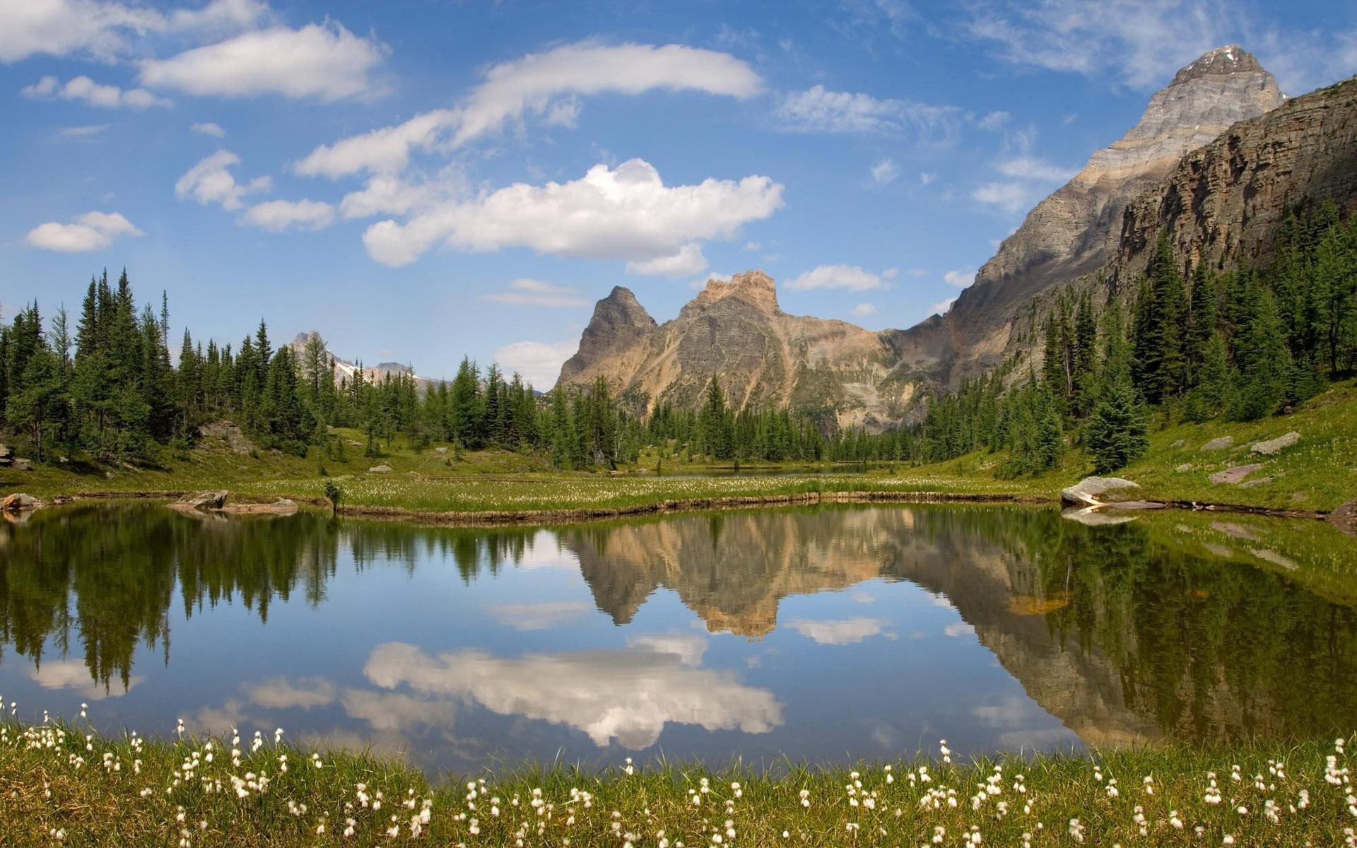 land, trees, lake, flowers, white, small, mountain, 1080P, reflection, nature, water, grass, forest, HD Wallpaper