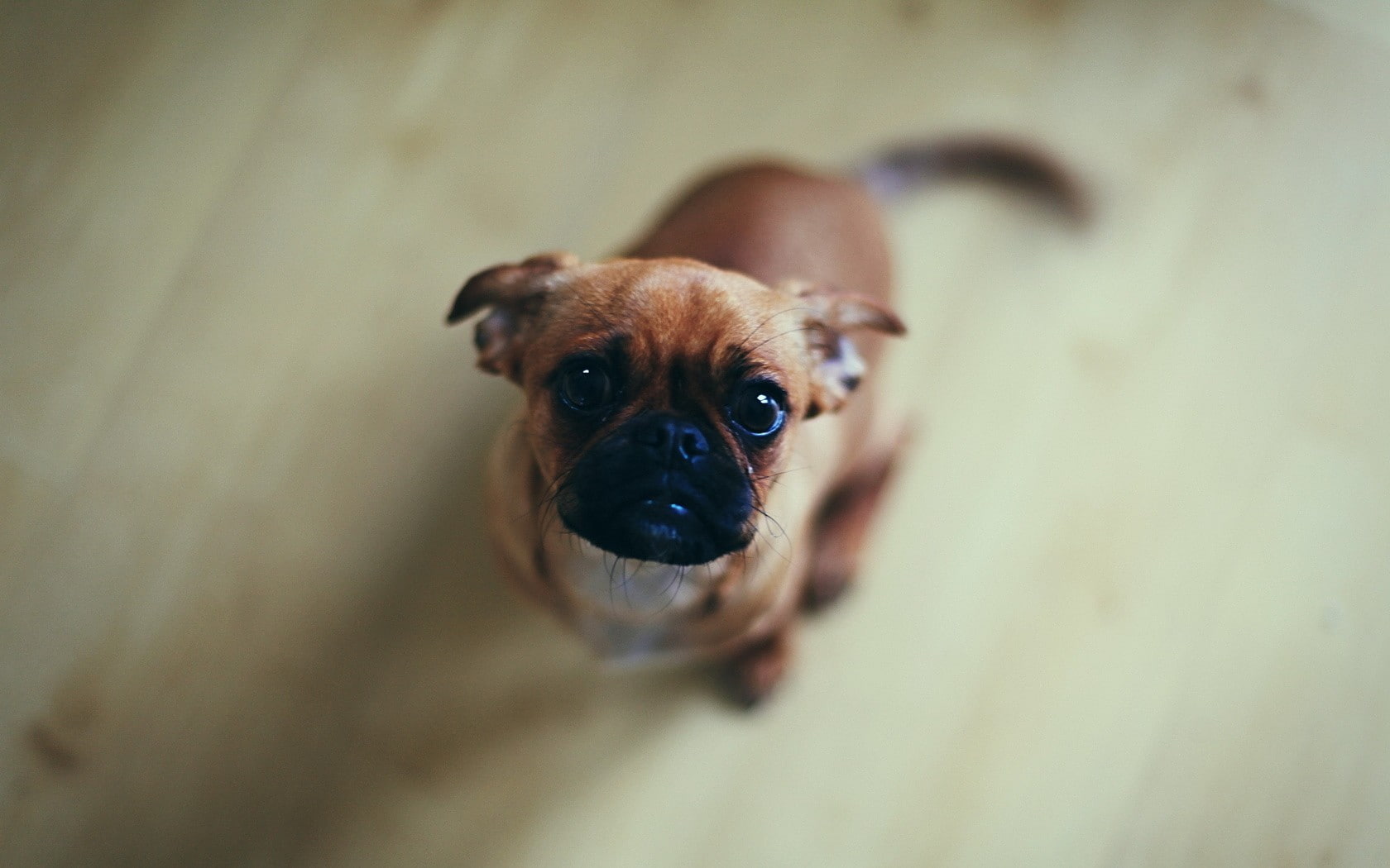 dog, animals, 720P, pug, HD Wallpaper