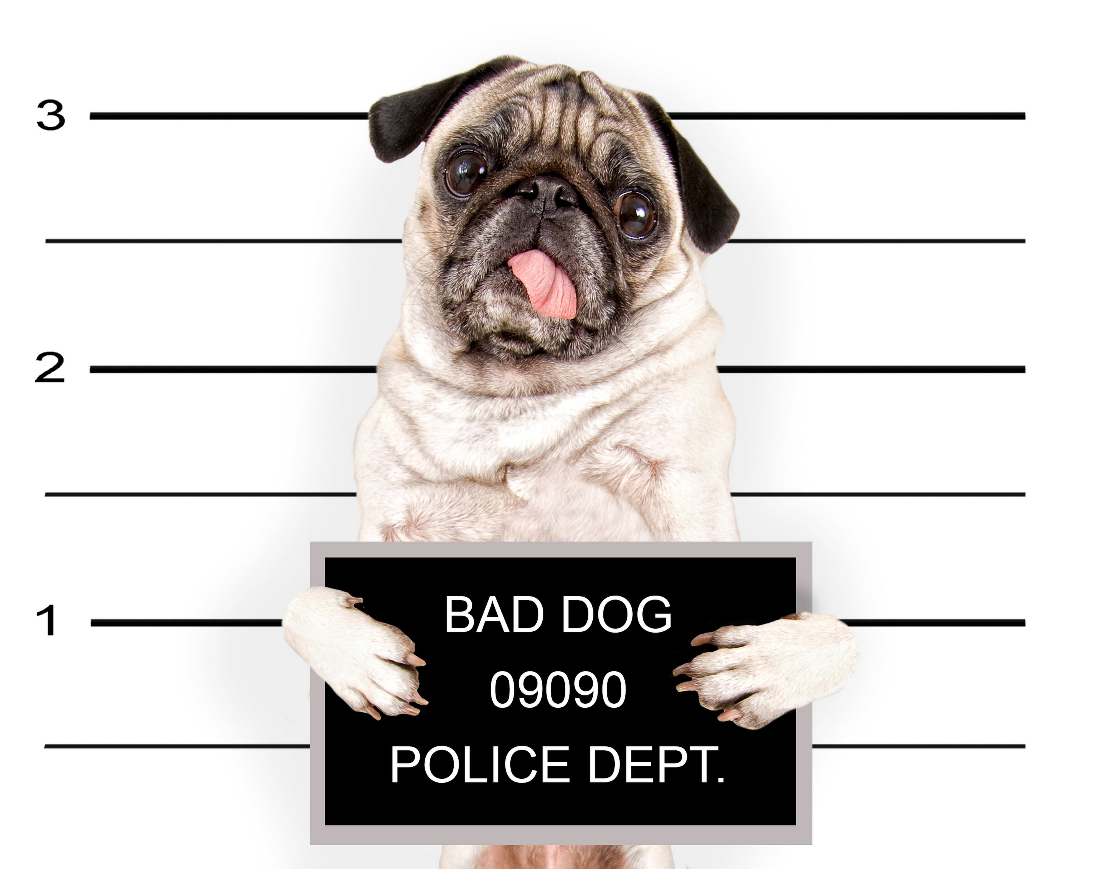 funny, glance, humor, animals, baby, 2K, puppy, police, pug, sadic, dogs, HD Wallpaper