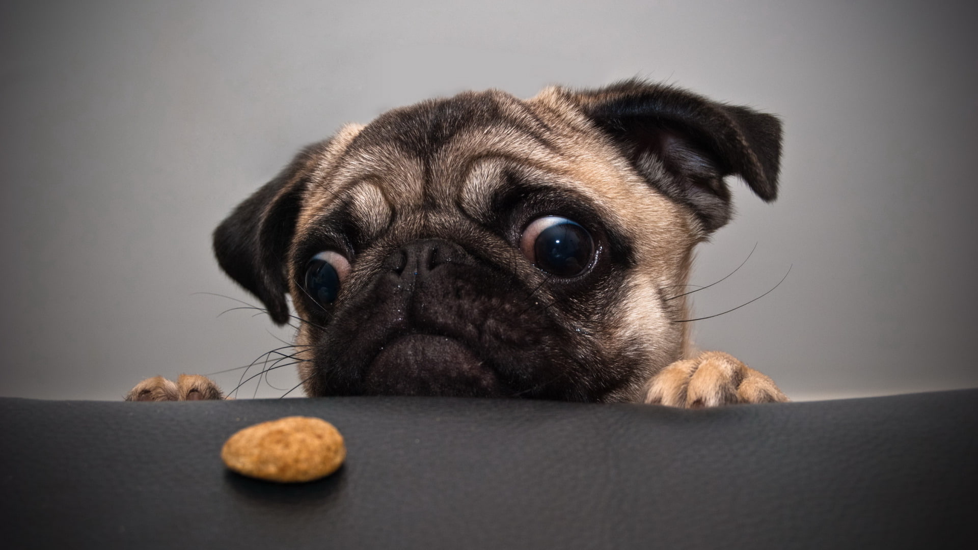 dog, pug, 1080P, cookie, HD Wallpaper