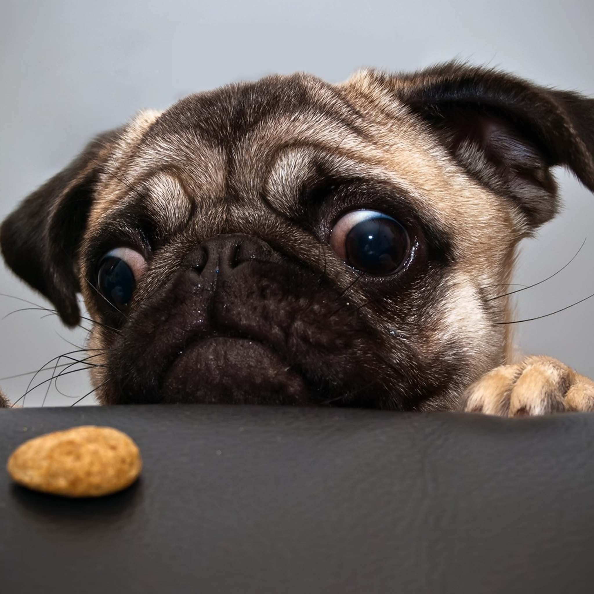 animal, animal head, looking, 1080P, hungry, animal body part, studio shot, indoors, brown, pug, domestic animals, close-up, domestic, no people, pets, Phone HD Wallpaper
