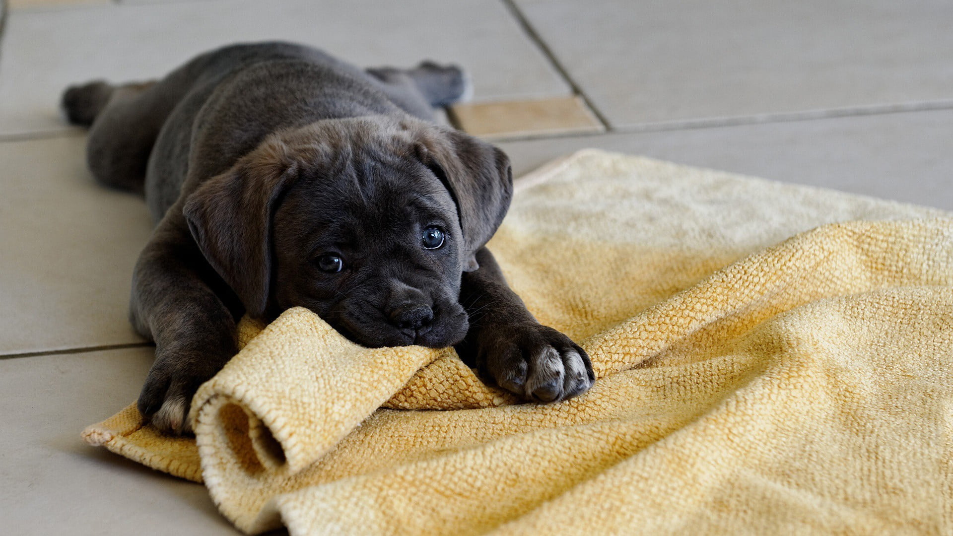 black, vertebrate, puppies, mammal, young animal, pets, indoors, one animal, animal themes, canine, black color, domestic animals, baby animals, no people, HD Wallpaper