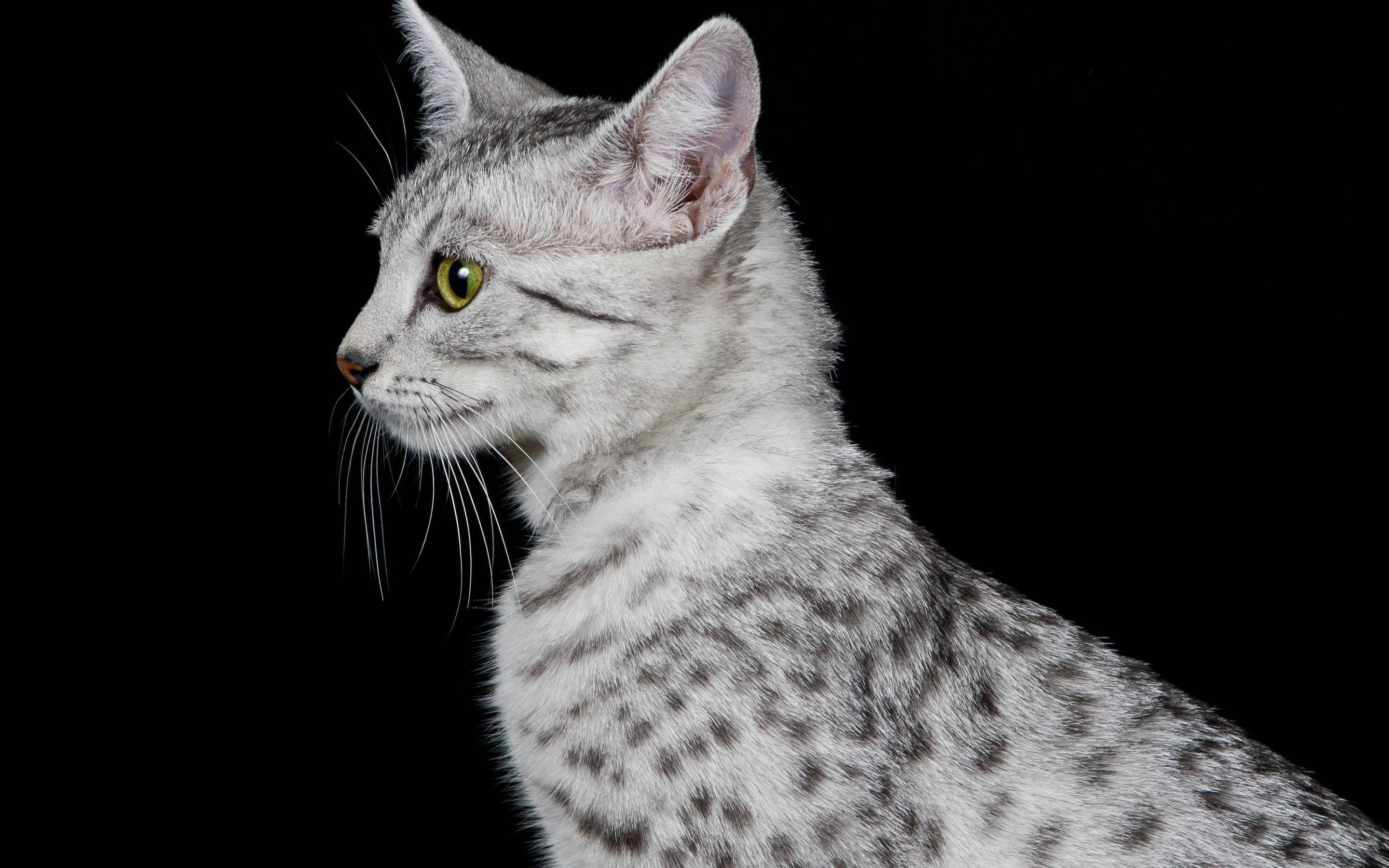 beautiful, cat, Egyptian Mau Cat, profile, mau, egyptian, look, gray, 2K, HD Wallpaper