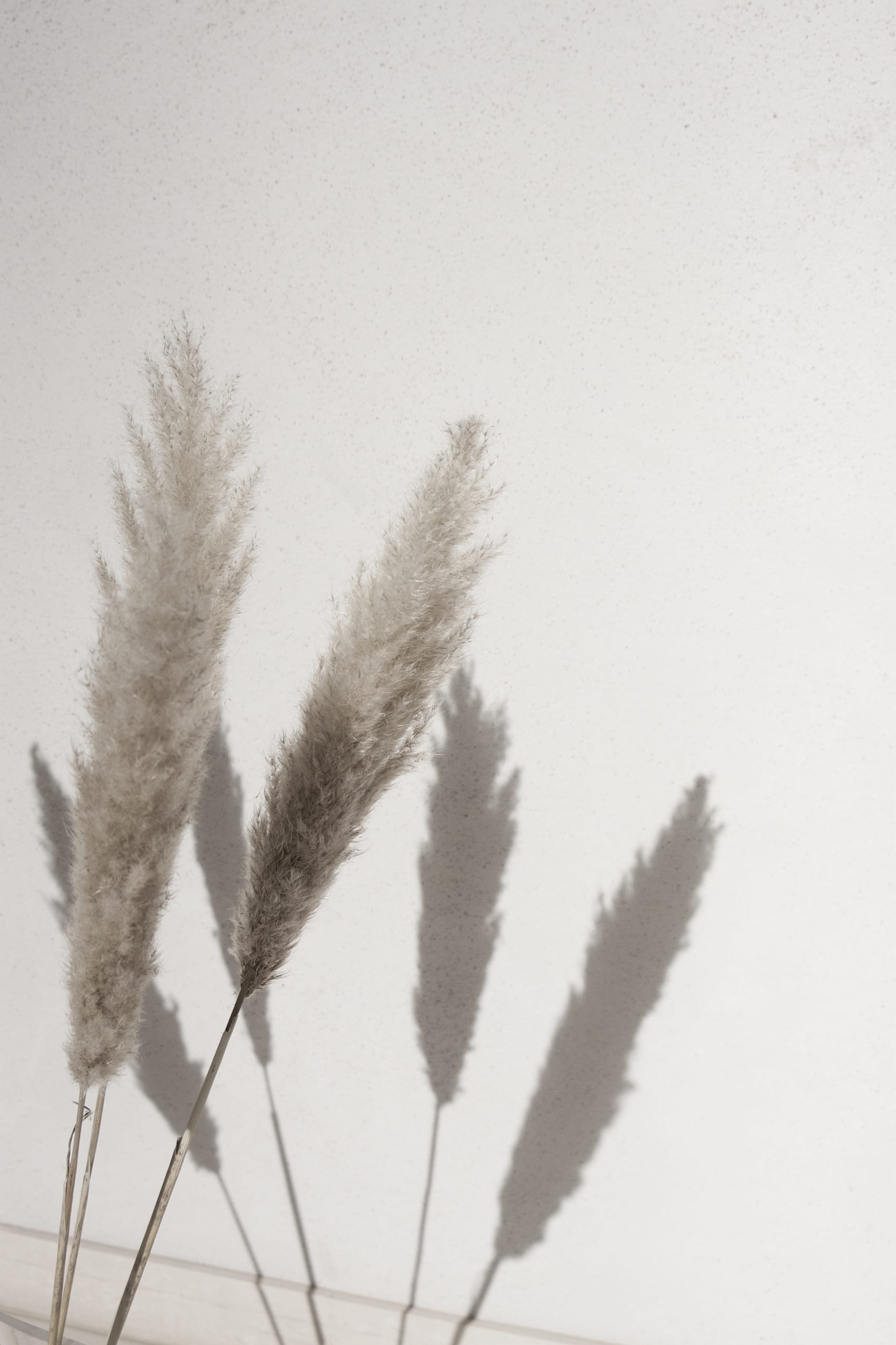 sunlight, white background, fall, leaves, growth, beige, copy space, shadow, plants, wall - building feature, close-up, plant, protection, united arab emirates, Phone HD Wallpaper