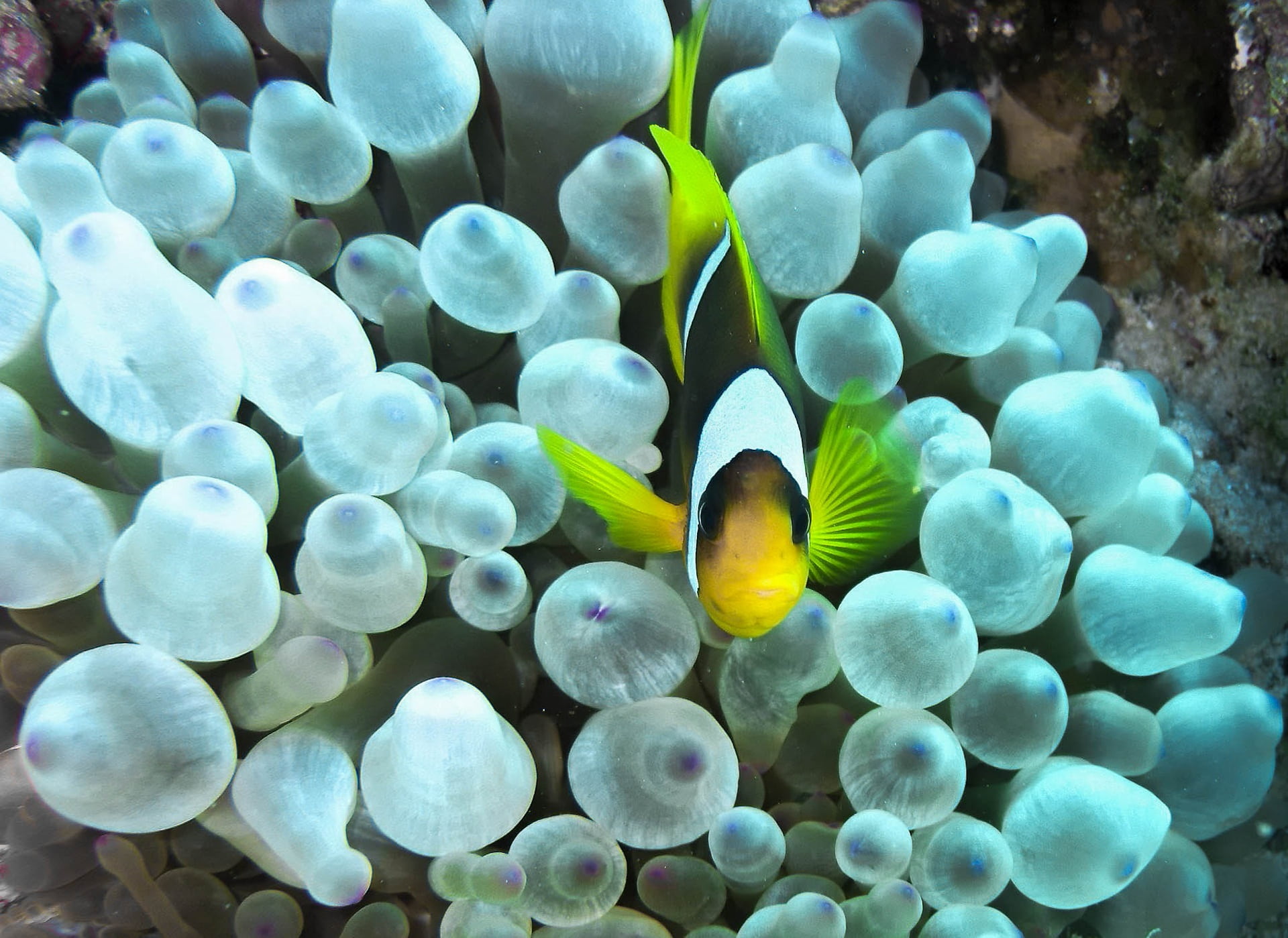 outdoors, wildlife, animal wildlife, animals in the wild, sea, red sea, animal, 1080P, white, sea life, water, anemonefish, undersea, fish, clownfish, HD Wallpaper