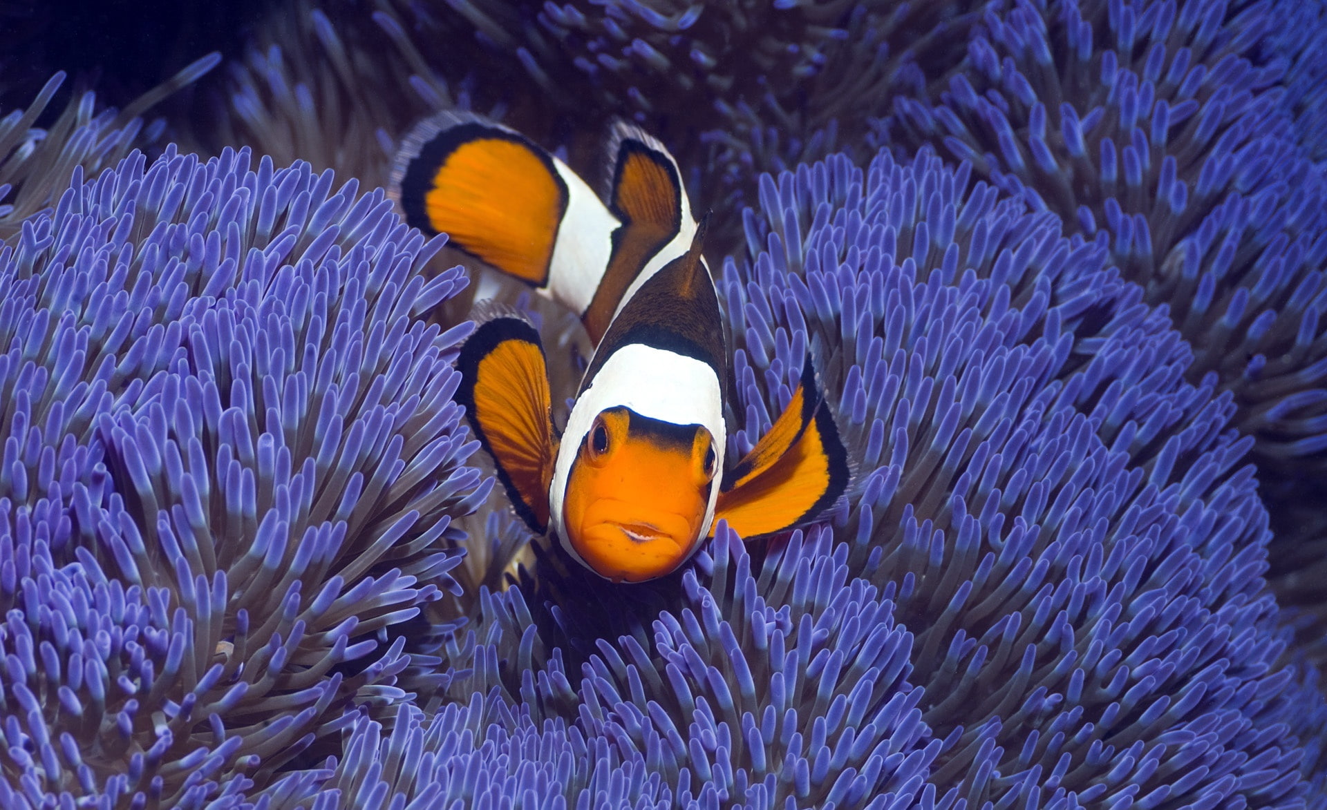 clown, Sea, Animals, west, papua, 1080P, anemonefish, indonesia, HD Wallpaper