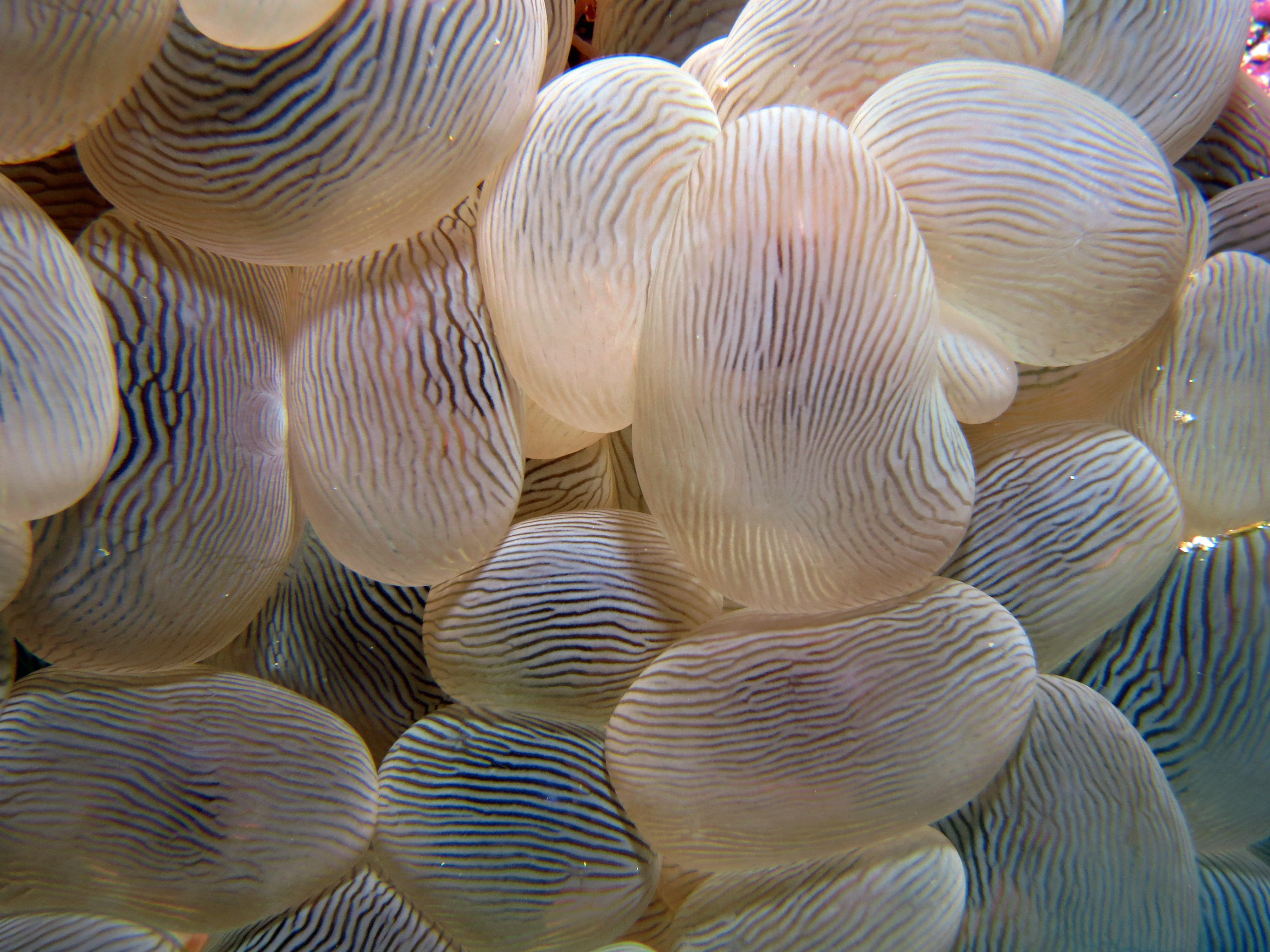 group of animals, marine, undersea, animal wildlife, water, beauty in nature, anemonefish, sea life, Macro, close-up, animals in the wild, large group of animals, HD Wallpaper
