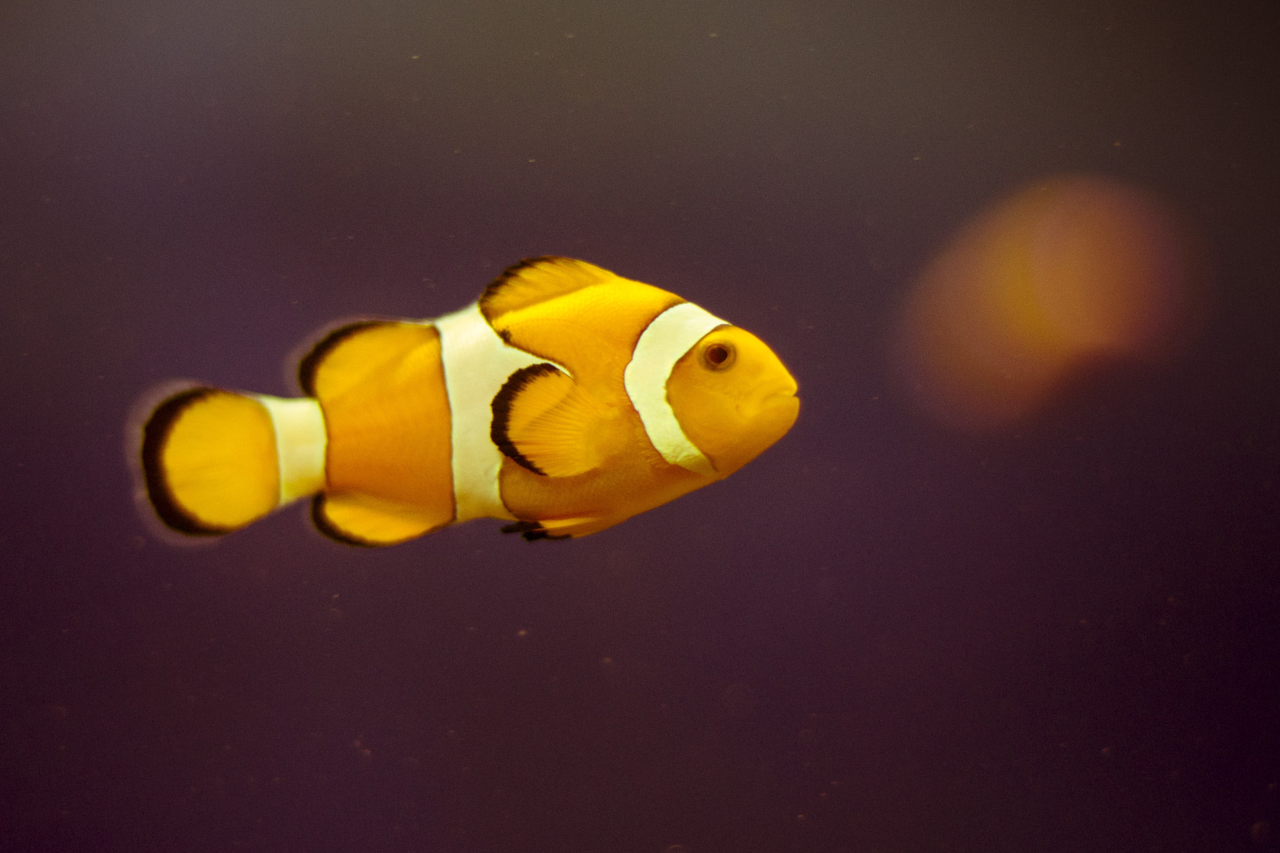 Tecnopolis, multi Colored, clown, anemonefish, photography, nature, Clown fish, fish, wildlife, animal, sea, close up photography, pez, close, blue, Lo, HD Wallpaper