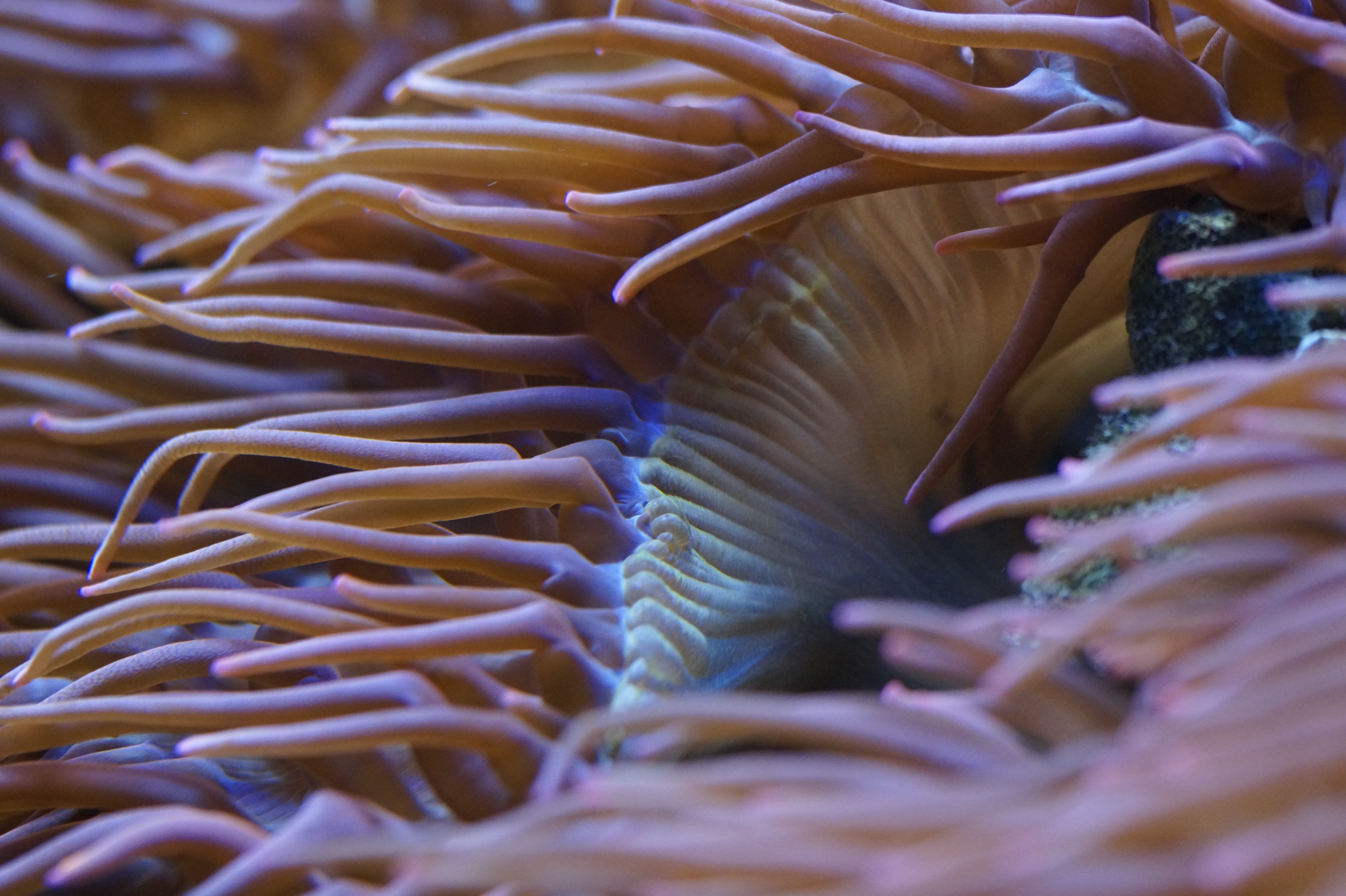 animal wildlife, close-up, marine, creature, underwater, invertebrate, reef, coral, sea, close, anemonefish, invertebrates, sea Life, animals in the wild, HD Wallpaper