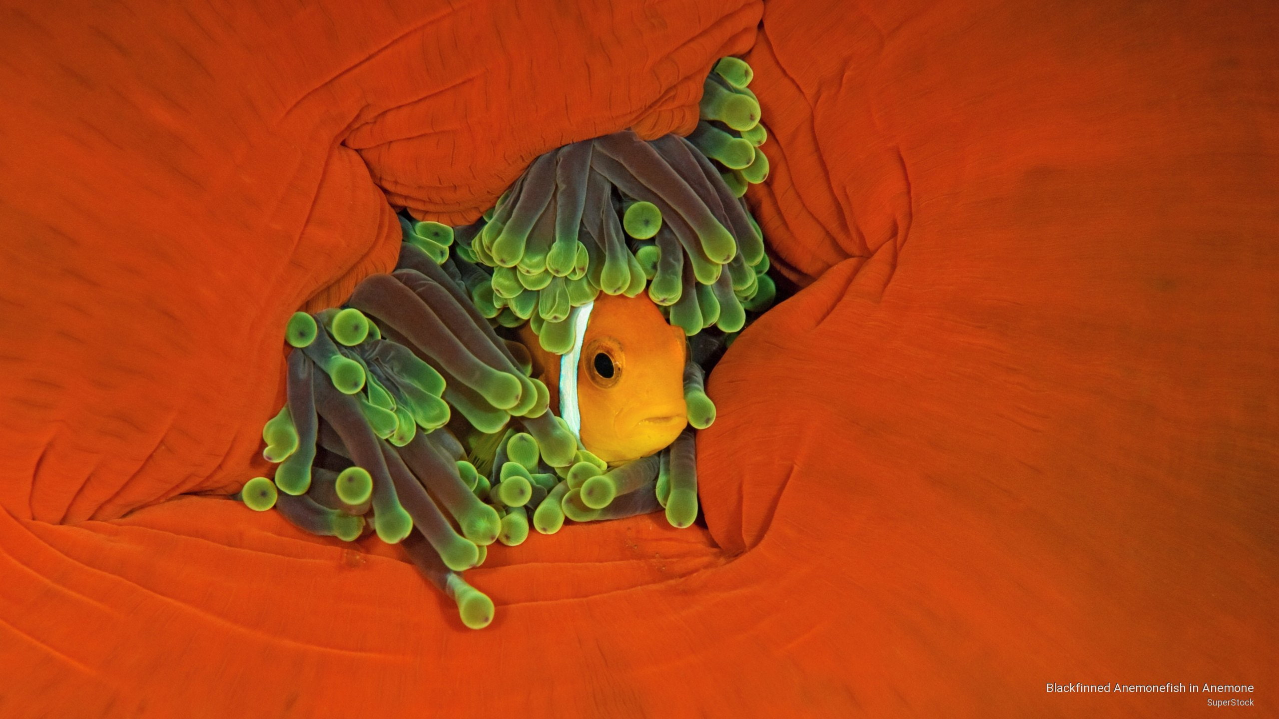 blackfinned, 2K, Ocean Life, anemonefish, anemone, HD Wallpaper