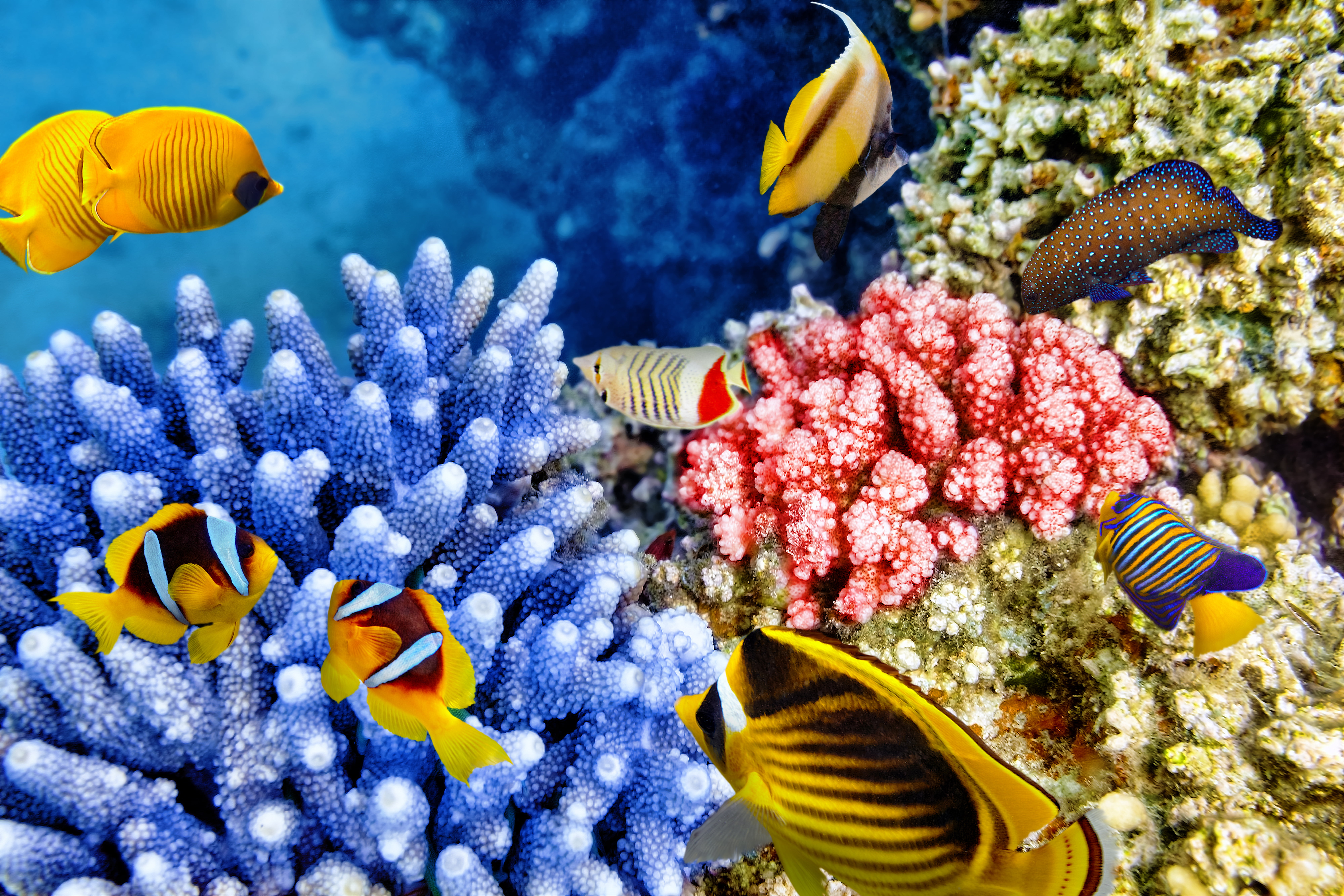 reef, backgrounds, beauty In Nature, invertebrate, vertebrate, animals in the wild, blue, undersea, underwater, tropical Climate, animal, coral, 8K, deep, HD Wallpaper