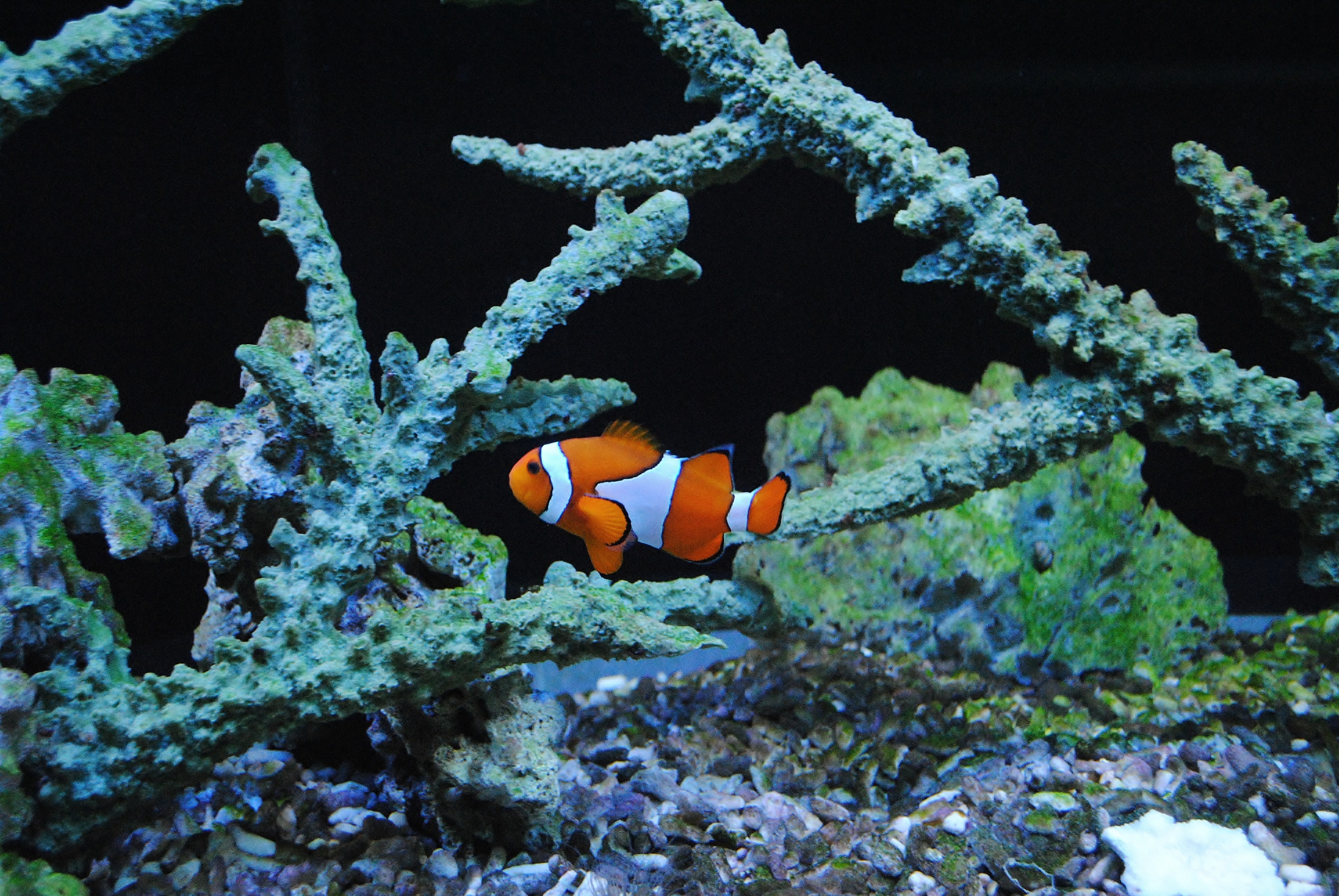no people, marine, swimming, vertebrate, sea fish, coral, undersea, nemo, reef, sea, 4K, clown, anemonefish, water, animal themes, sea life, nature, blue, HD Wallpaper
