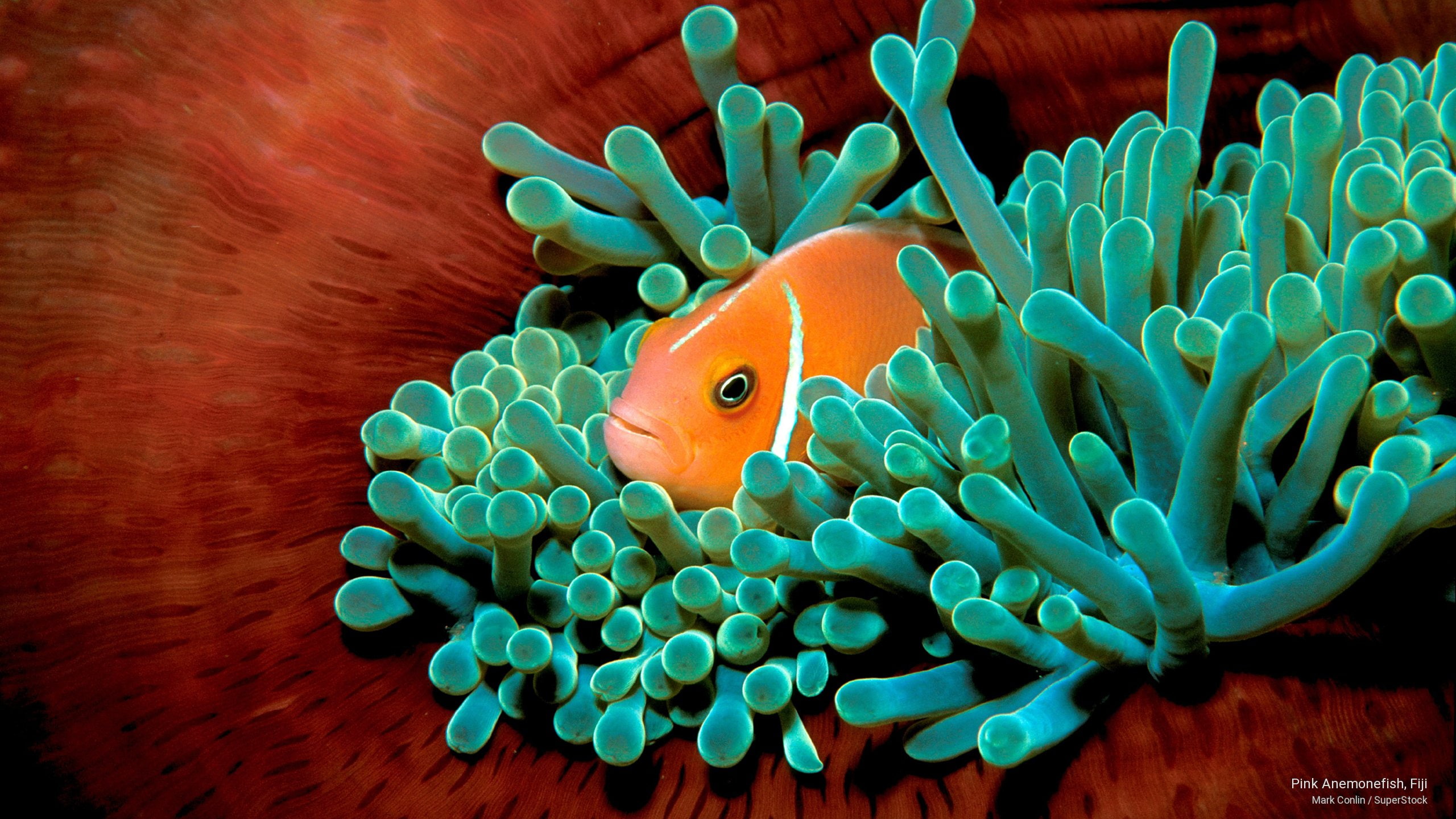 anemonefish, fiji, pink, 2K, Ocean Life, HD Wallpaper