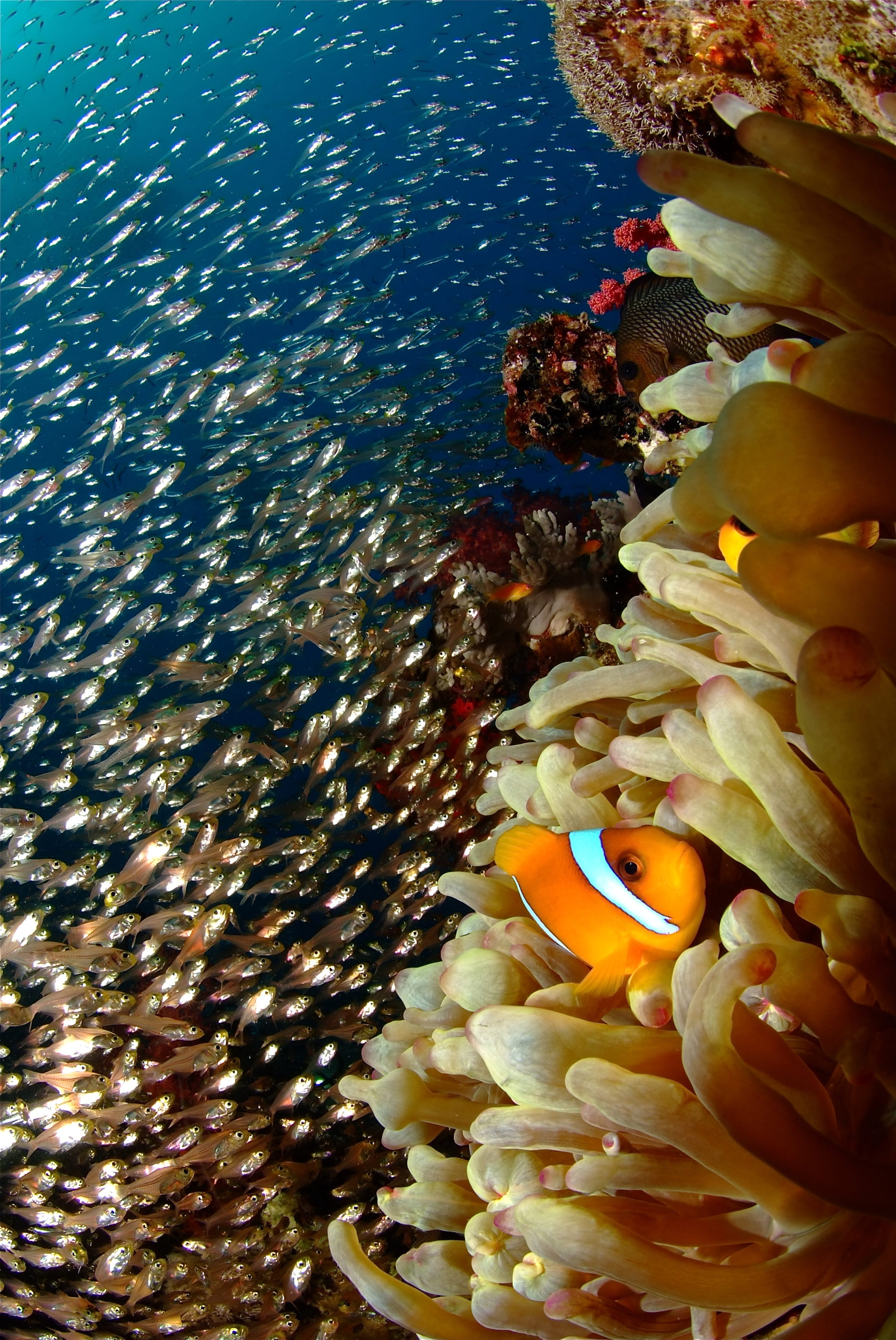 Coral, sea Life, animal, scuba Diving, animals in the wild, swimming, marine, clown, clown fish, 2K, blue, fish, anemonefish, invertebrate, sea Anemone, Phone HD Wallpaper