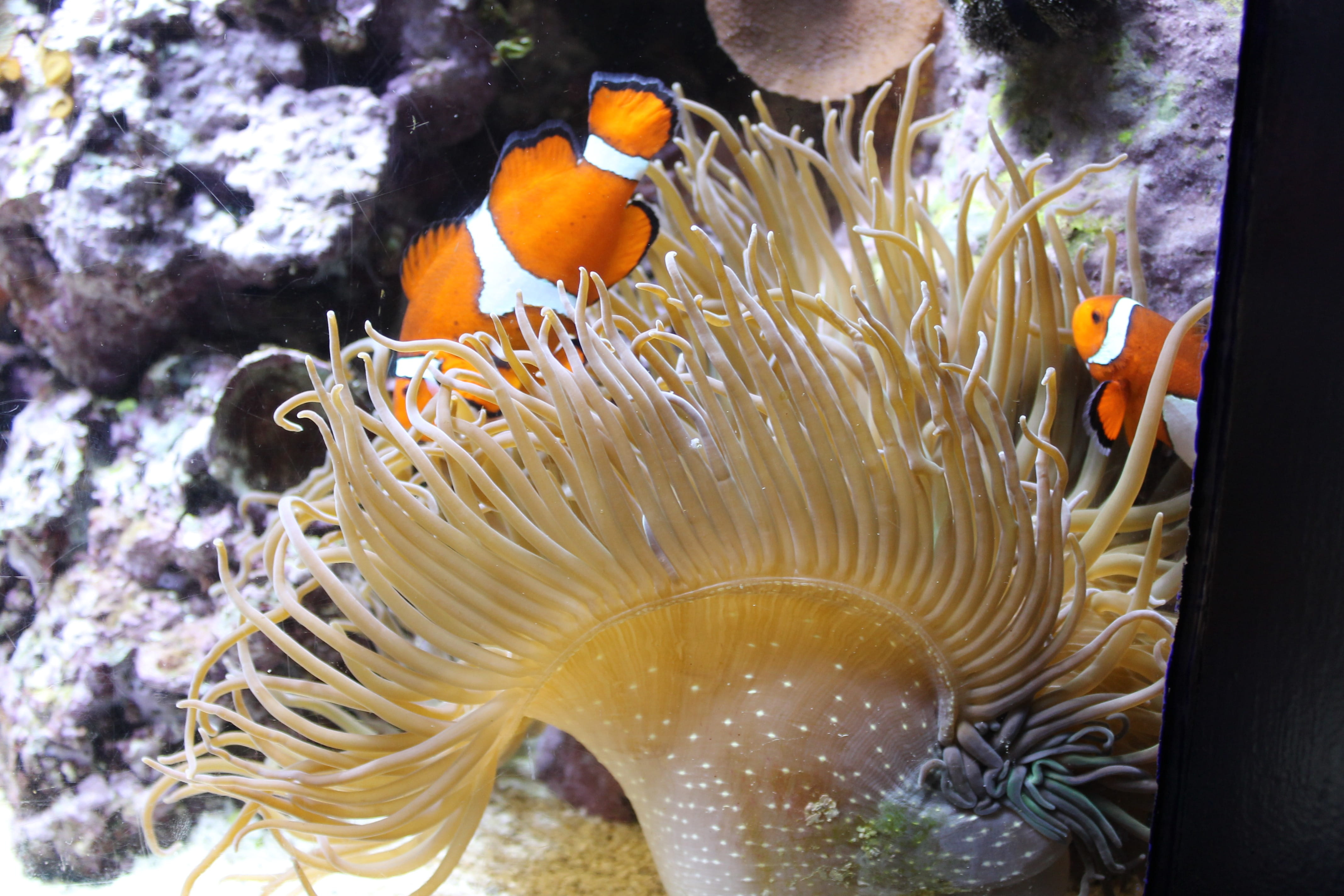 beauty in nature, invertebrate, ocean, undersea, sea, coral, fish, animals in the wild, outdoors, swimming, nature, marine, animal wildlife, animal themes, HD Wallpaper