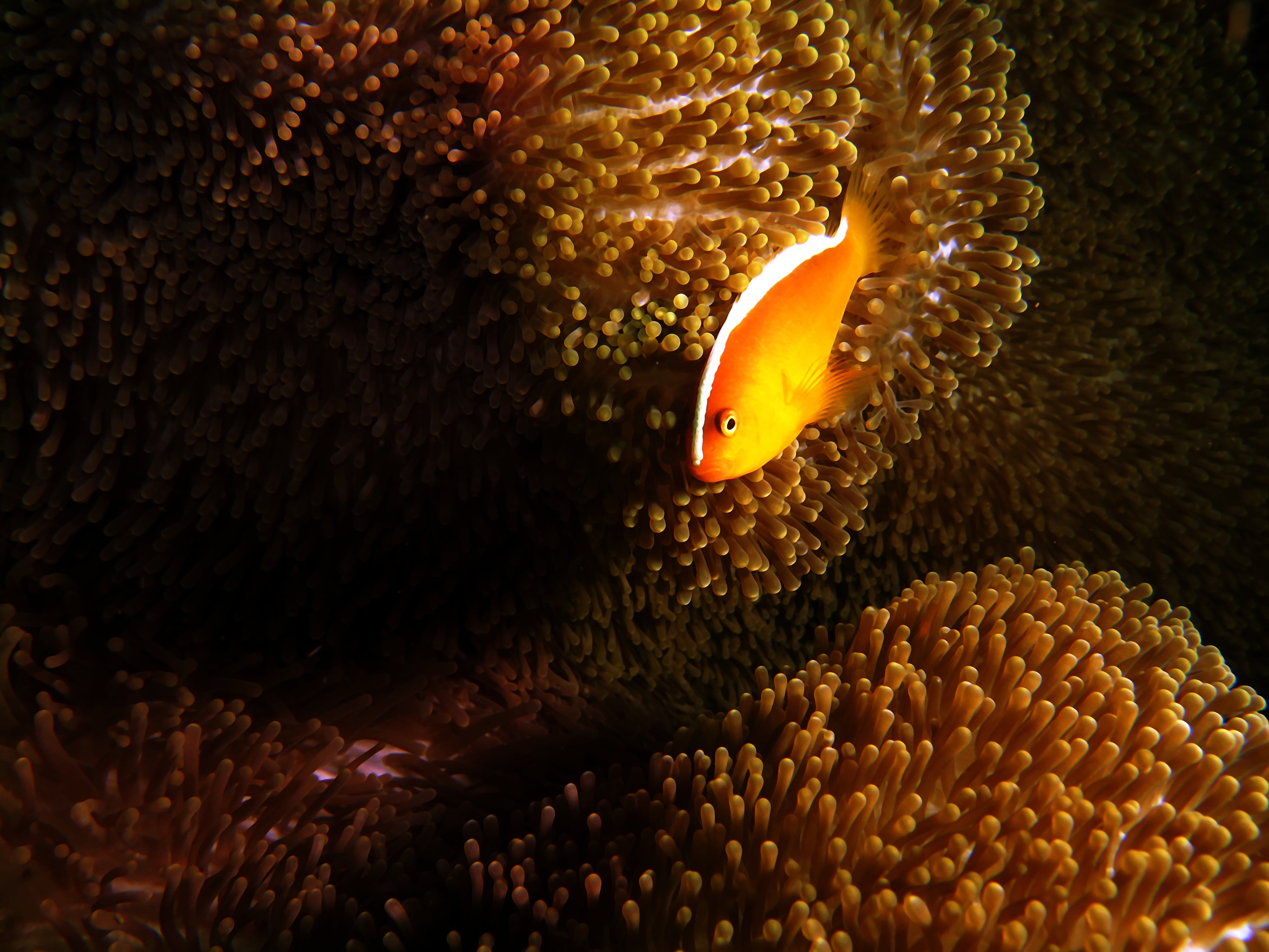ocean, pink, orange, one animal, marine, life, ichthyology, exotic, saltwater, aquatic, orange color, tropical, ecosystem, 4K, anemone fish, environment, HD Wallpaper