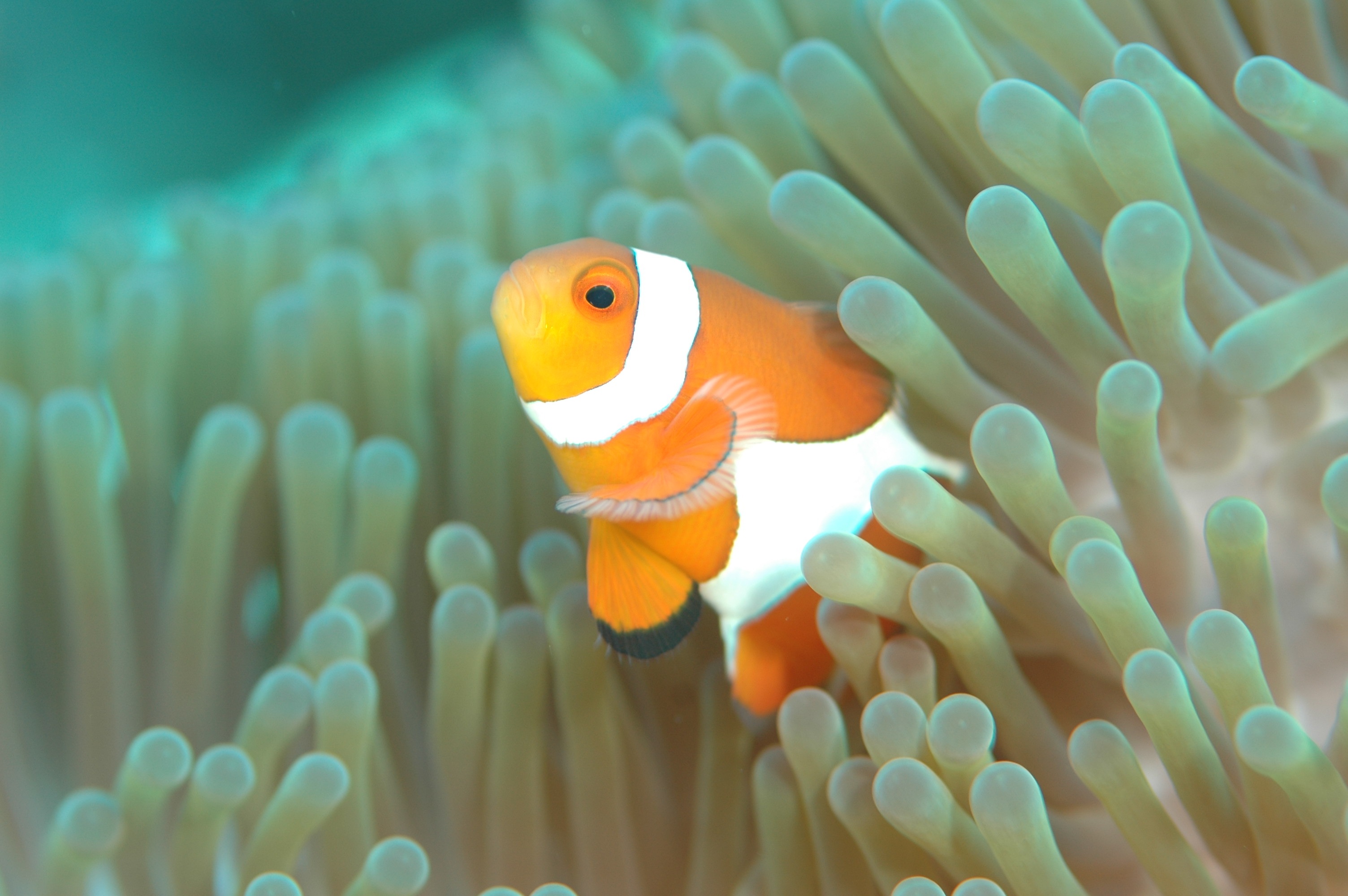 animals in the wild, fish, orange color, animal themes, 2K, clown, orange, animal wildlife, one animal, underwater life, animal, nature, sea life, underwater, HD Wallpaper