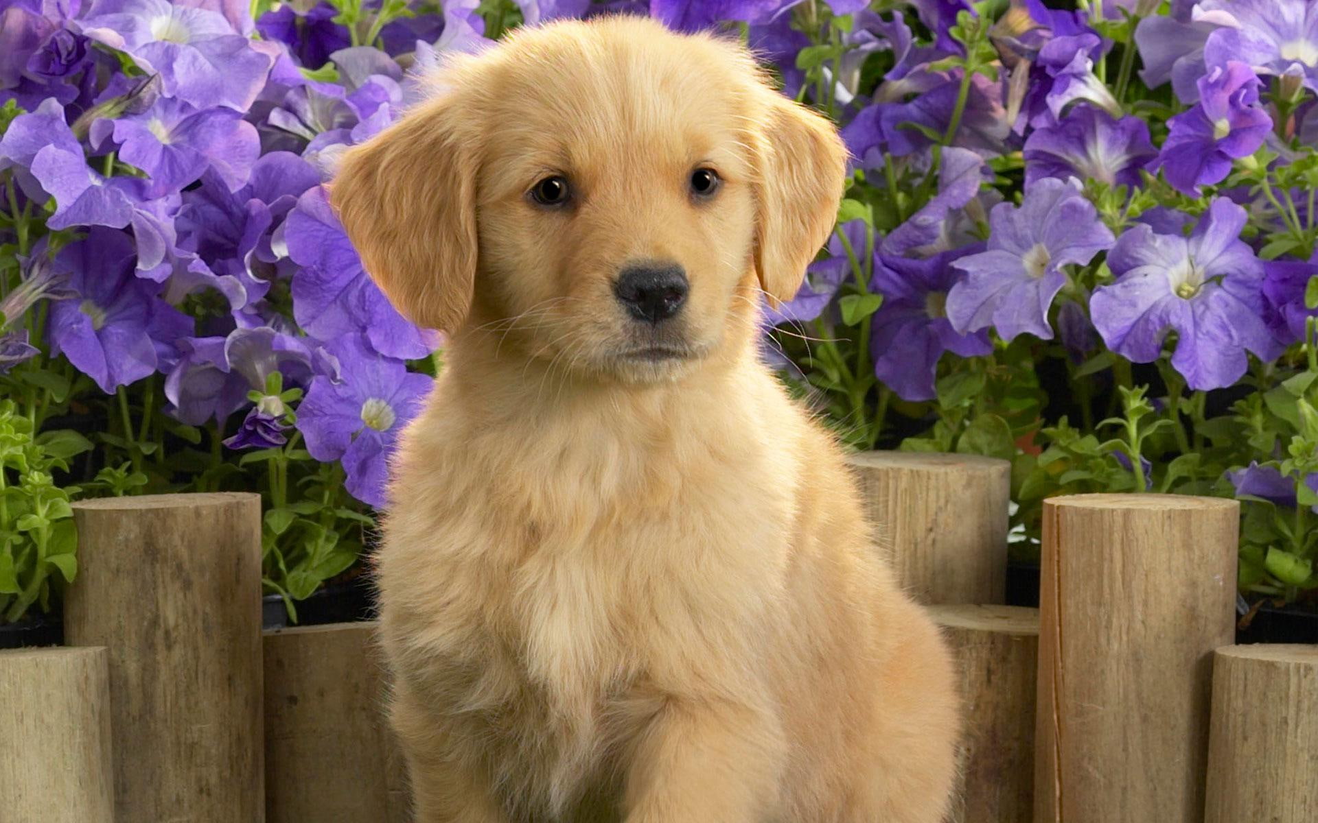 cute animals, labrador, puppy, yellow, 1080P, HD Wallpaper