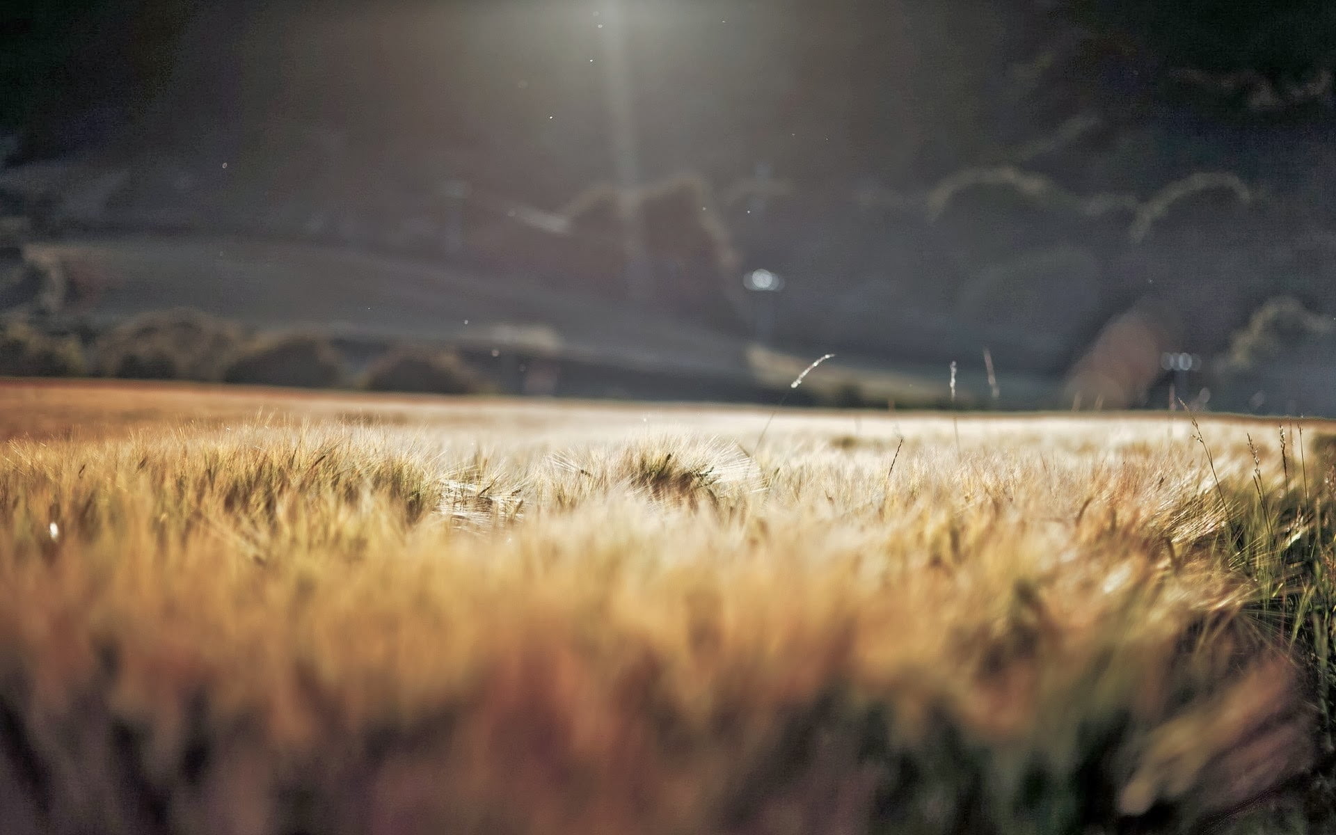 sunrise - Dawn, non-Urban Scene, season, meadow, summer, backgrounds, rural Scene, field, day, nature, light - Natural Phenomenon, daytime, blurred, morning, HD Wallpaper