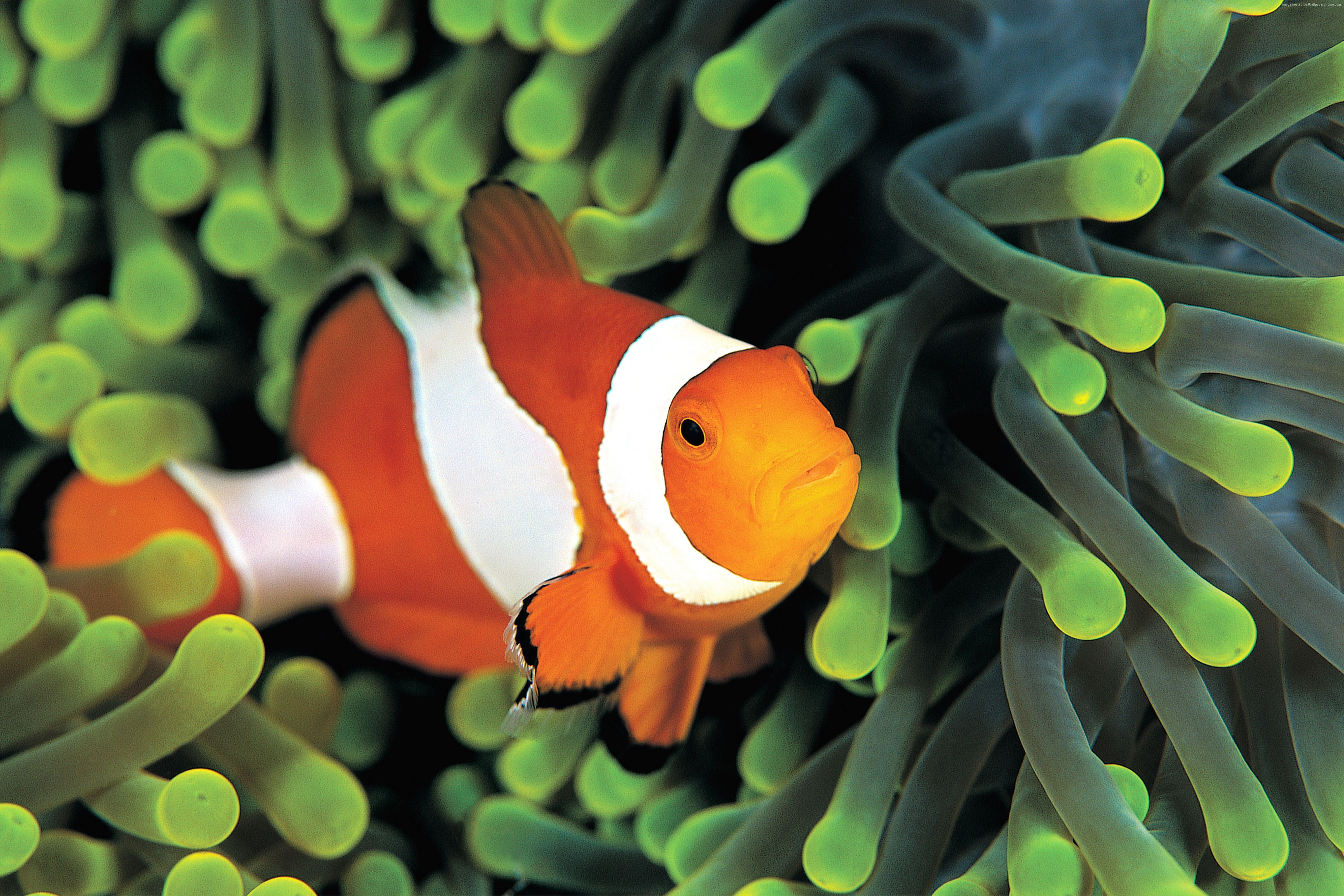underwater, clownfish, 5K, Best Diving Sites, HD Wallpaper