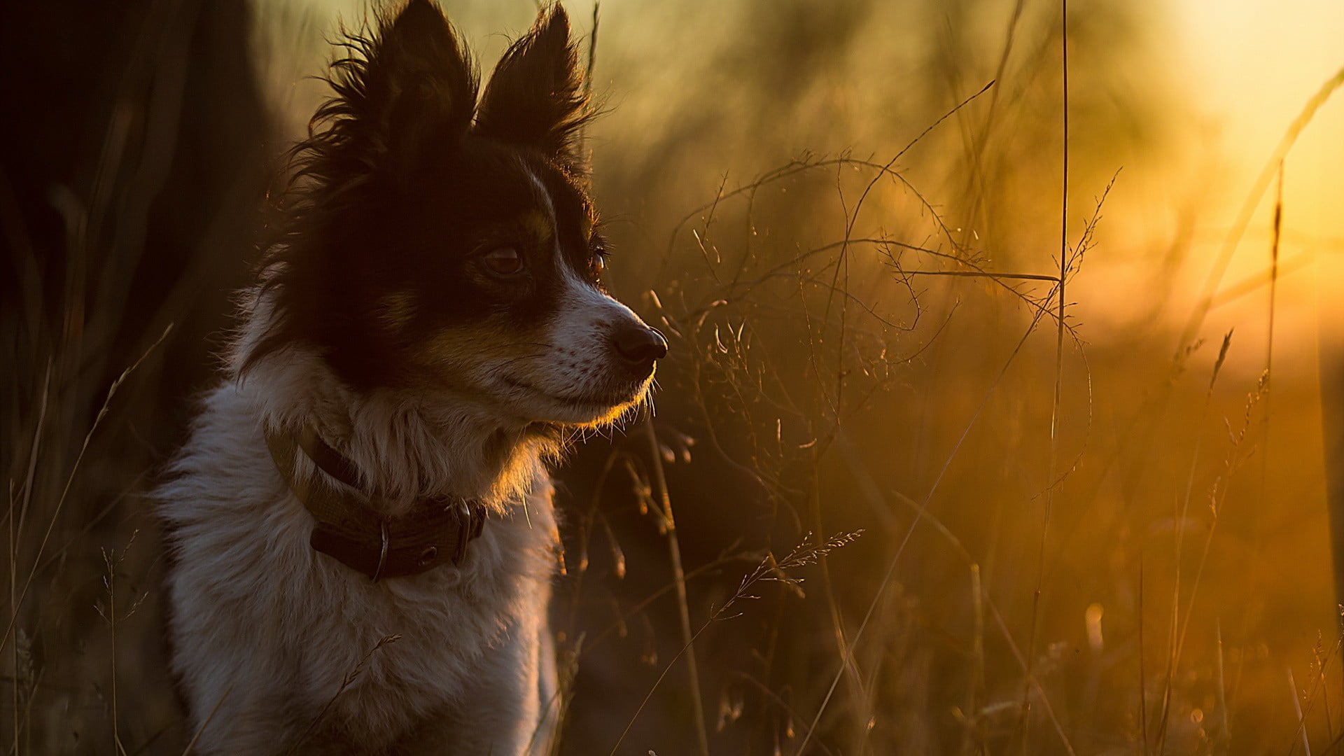 dog, vertebrate, nature, sunlight, plant, looking away, profile view, animal themes, one animal, twigs, canine, mammal, domestic, purebred dog, border collie, HD Wallpaper