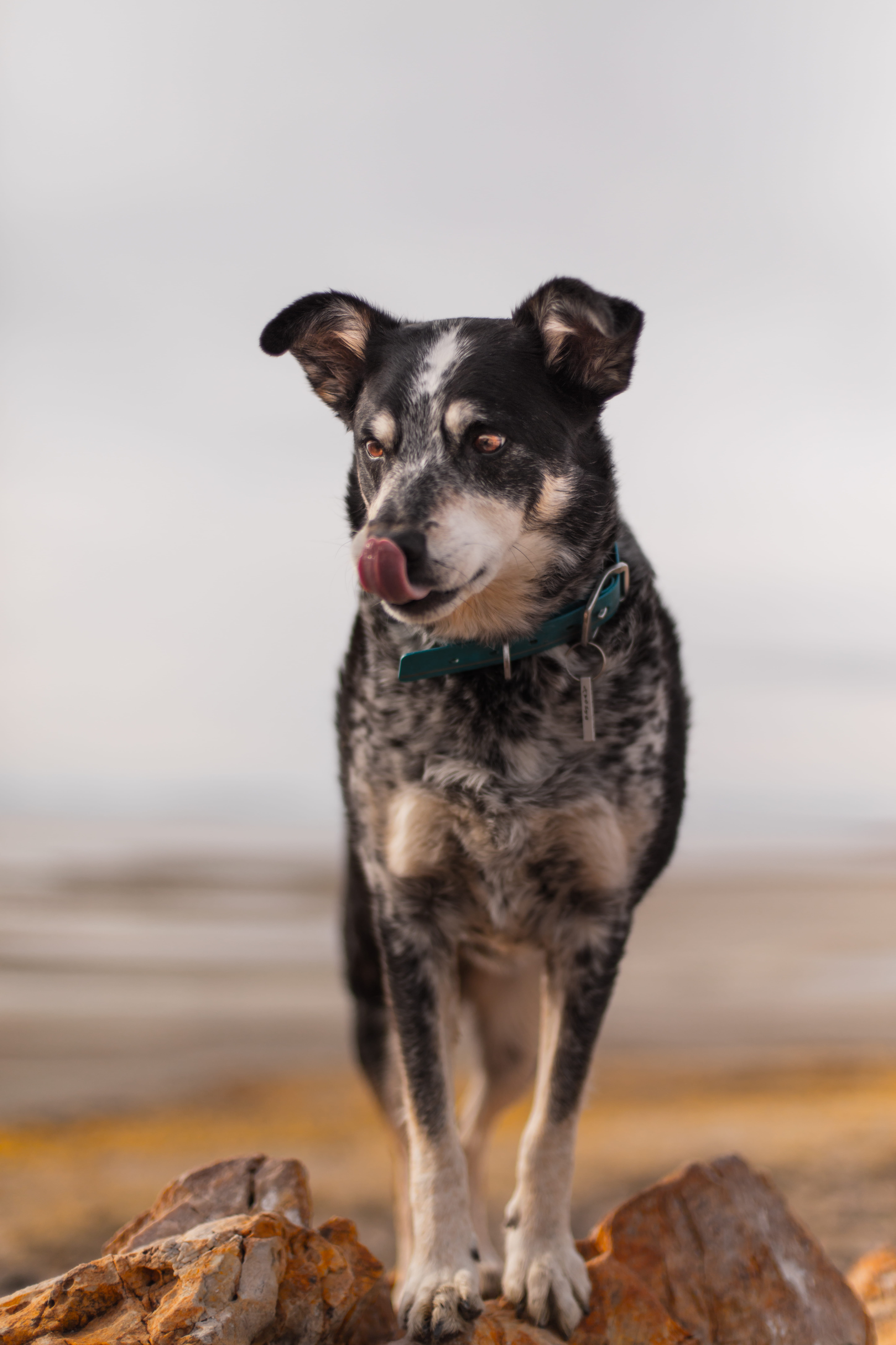 mouth, black, walkway, vertebrate, looking, short, cattle dog, tongue, fawn, patrick hendry, focus on foreground, pet, leash, one animal, dog, 8K, photography, Phone HD Wallpaper