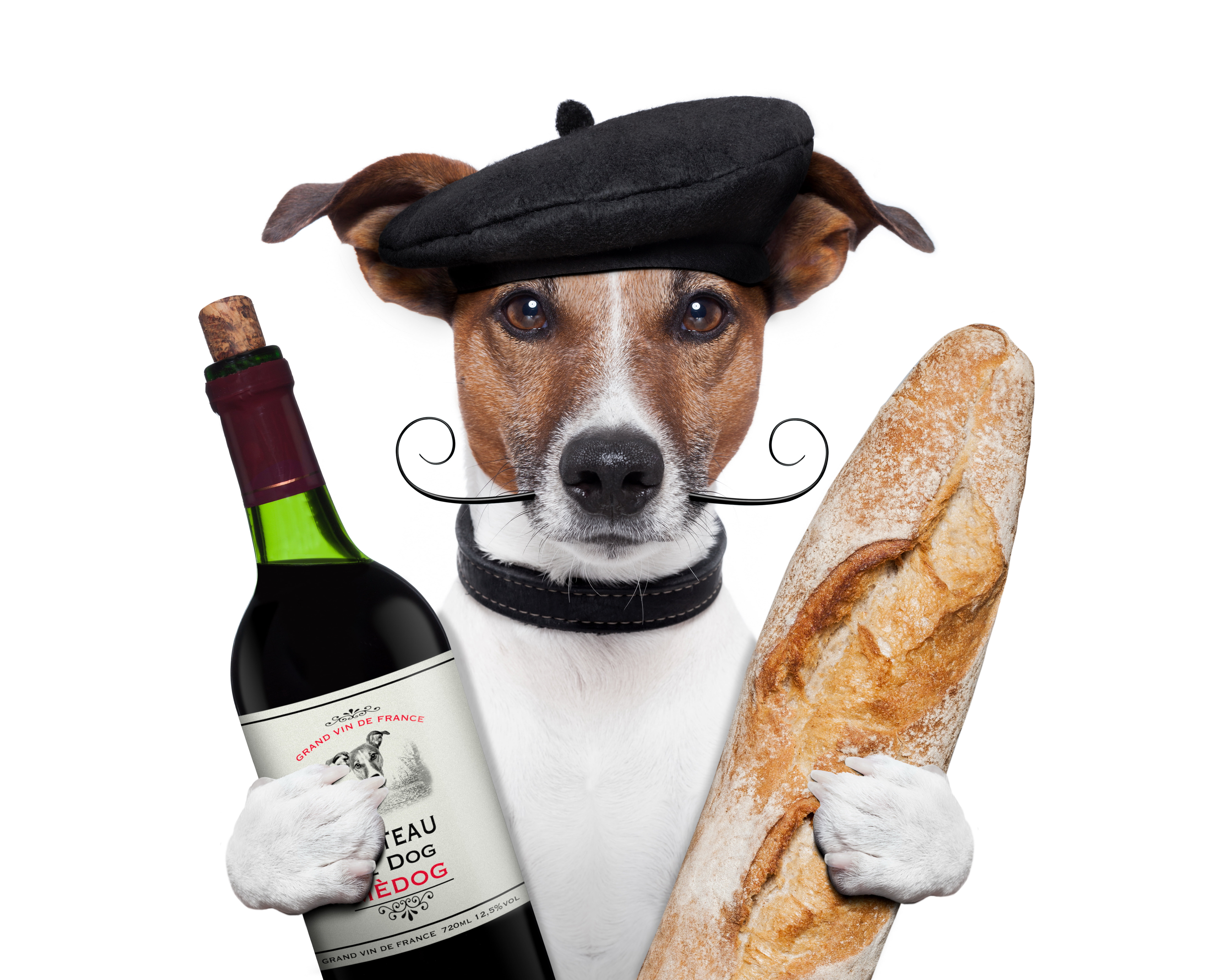 8K, alcohol, mustache, domestic animals, drinking Glass, cultures, terrier, cut out, dinner, holding, animal themes, studio shot, jack, wine Bottle, looking at camera, HD Wallpaper