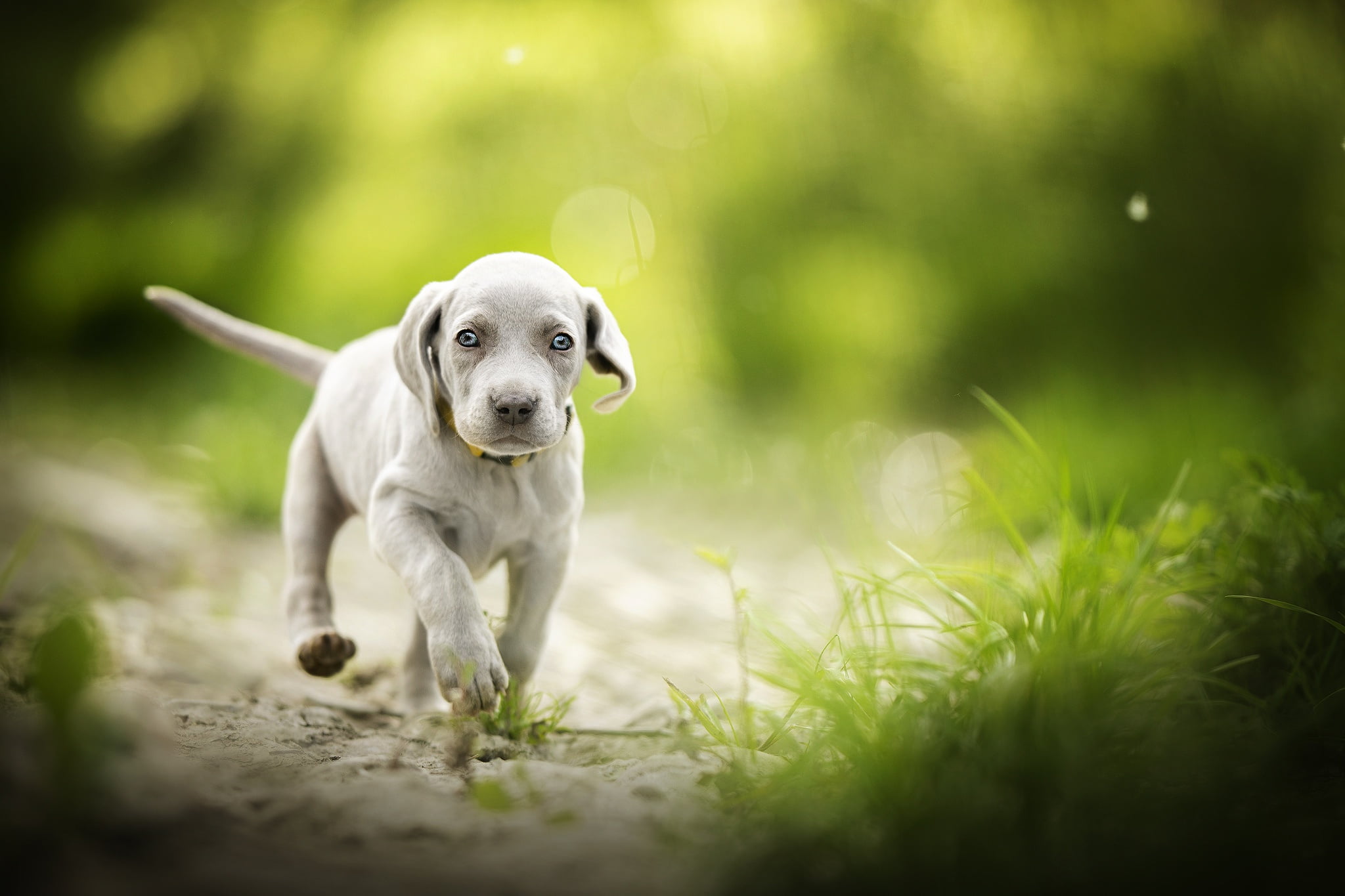 dog, one animal, portrait, nature, looking, land, mammal, grass, plant, baby animals, animal themes, day, jack russell terrier, weimaraner, animal, domestic animals, HD Wallpaper