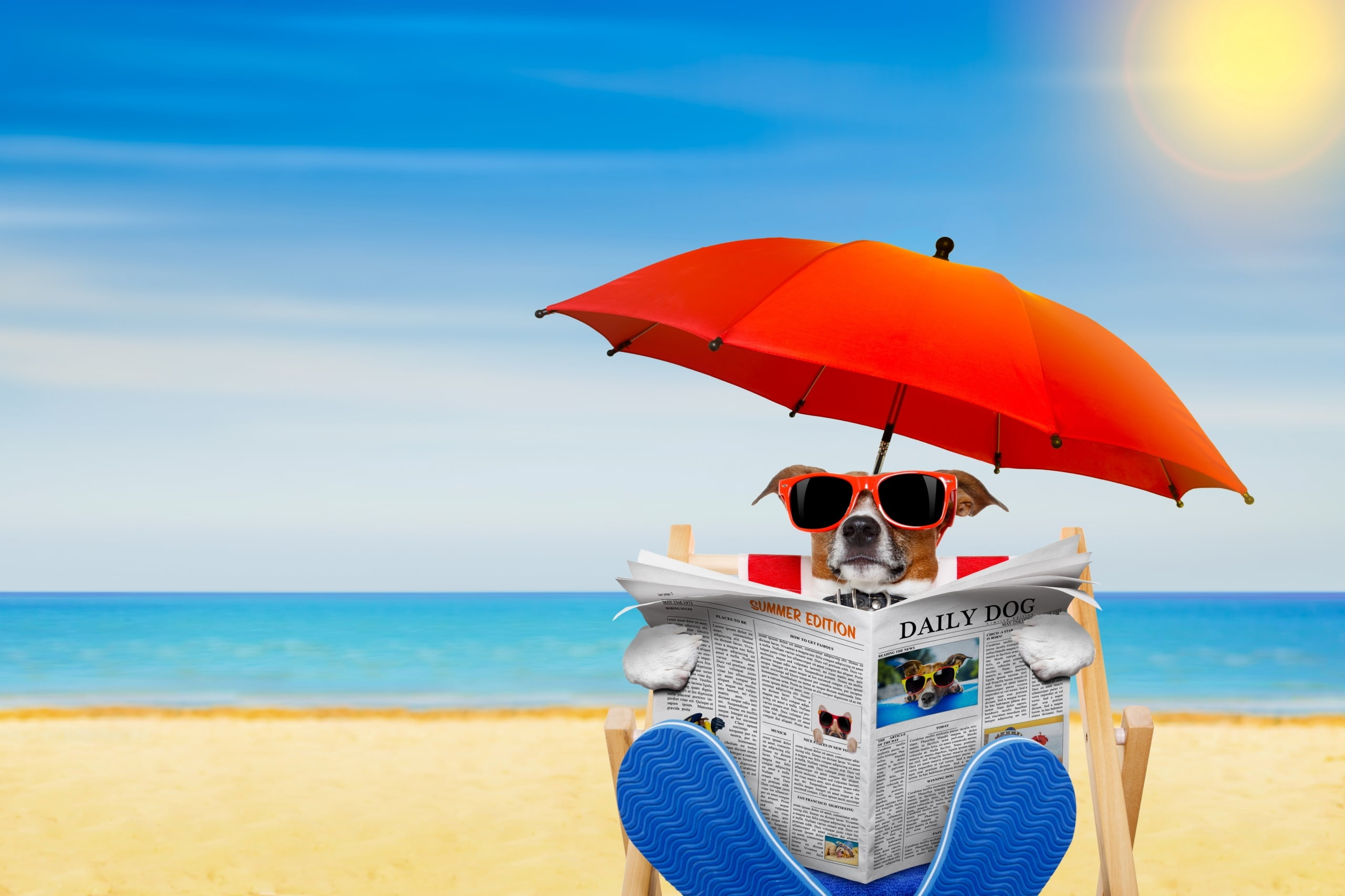 outdoors, paper, umbrella, glasses, :), beauty in nature, vacations, tranquility, sand, blue, jack russell terrier, caine, red, holiday, water, funny, dog, HD Wallpaper