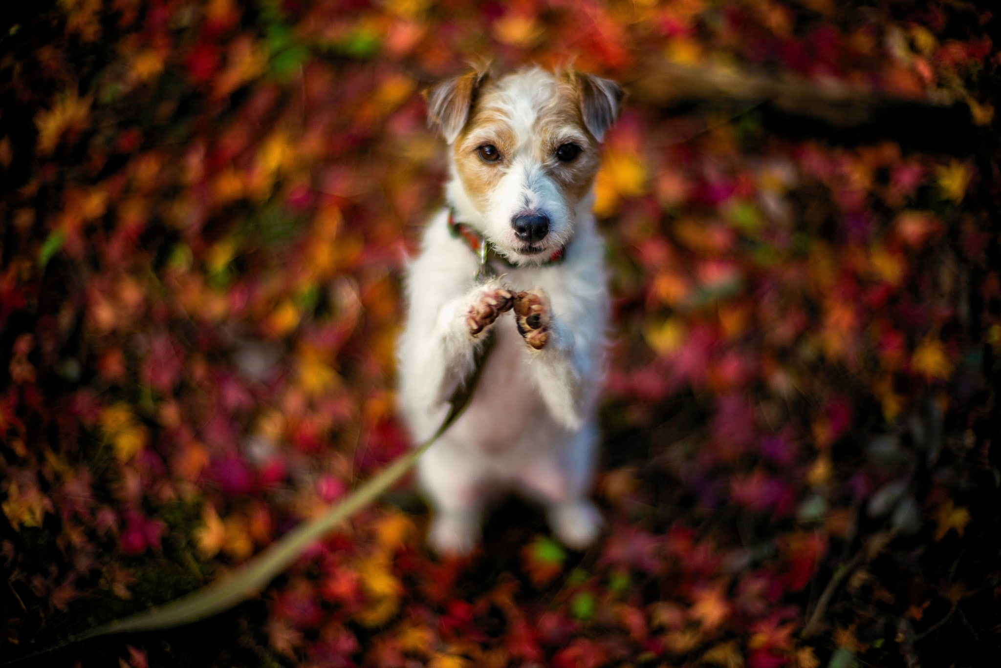 jack russell terrier, animal themes, 1080P, dog, purebred dog, autumn, nature, small, one animal, domestic, animals, change, animal, portrait, no people, HD Wallpaper