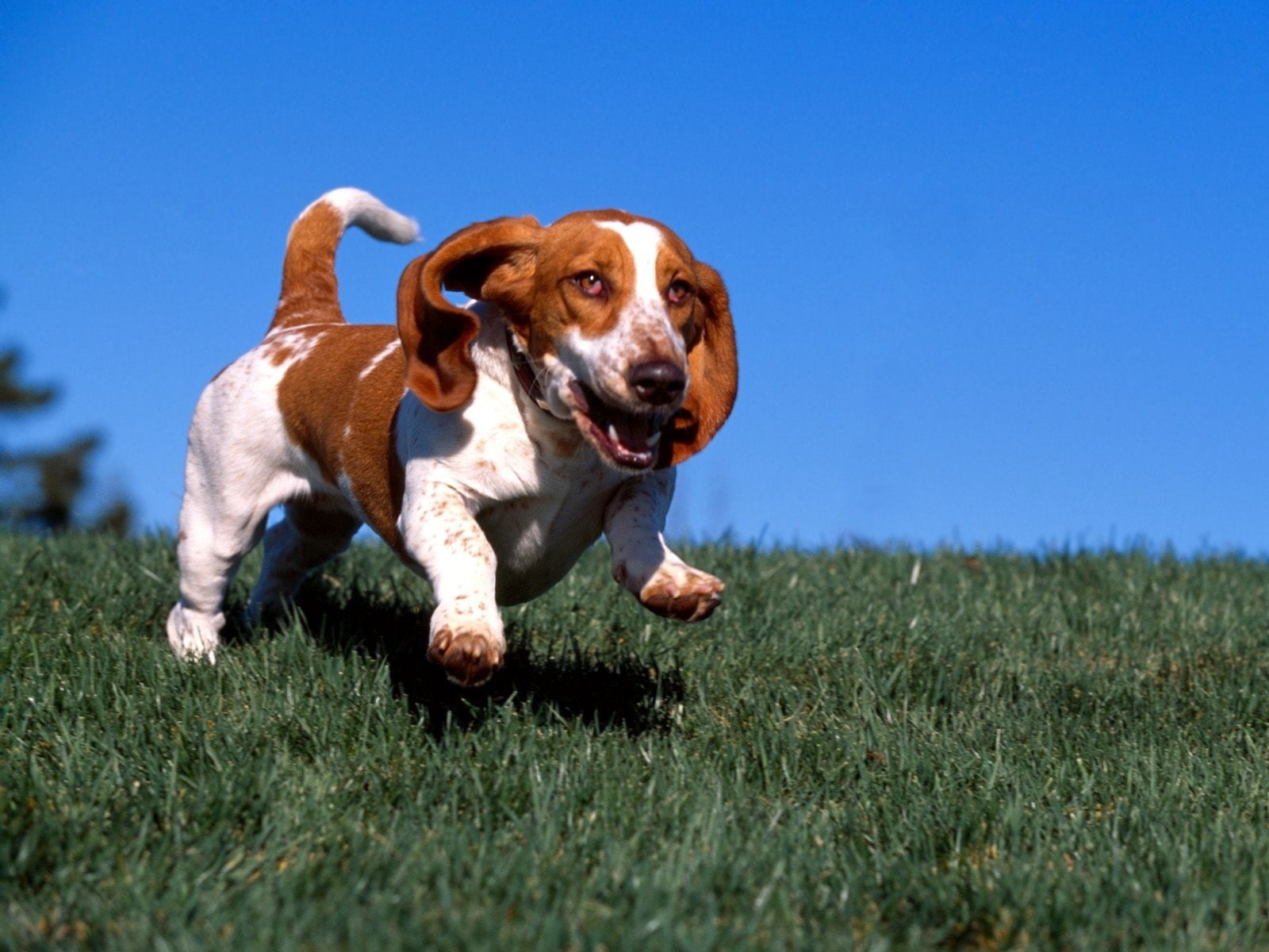 dog, animals, one animal, nature, grass, vertebrate, jack russell terrier, beagle, field, sky, no people, mammal, plant, domestic animals, animal, animal themes, HD Wallpaper