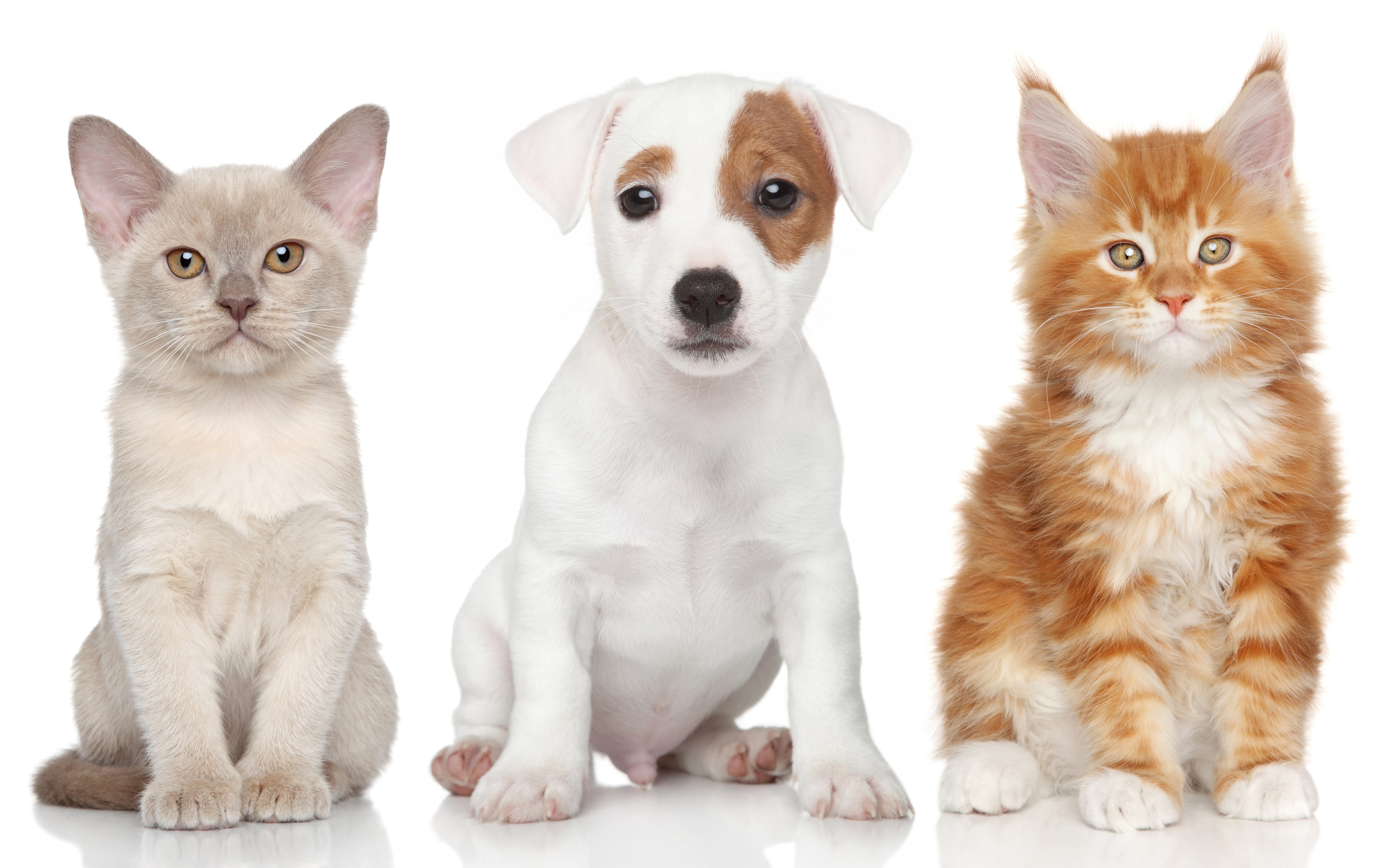 whisker, two, no people, cat, group of animals, Maine Coon, mammal, domestic, sitting, feline, domestic cat, dog, Jack Russell Terrier, looking at camera, HD Wallpaper