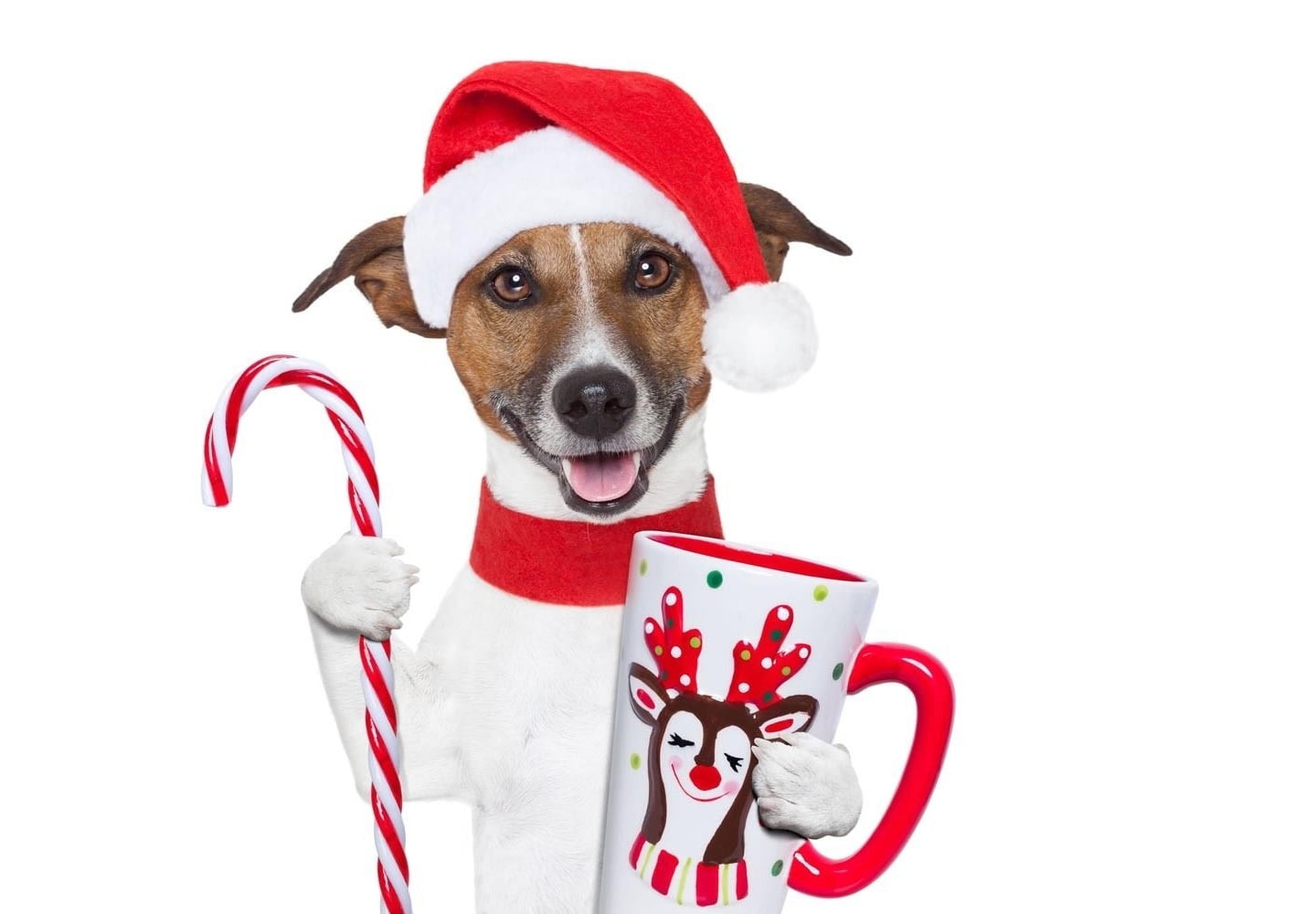 holiday, jack russell terrier, costume, hat, animal themes, looking at camera, domestic, celebration, cute, crad, Merry Christmas!, 720P, cup, red, santa, HD Wallpaper