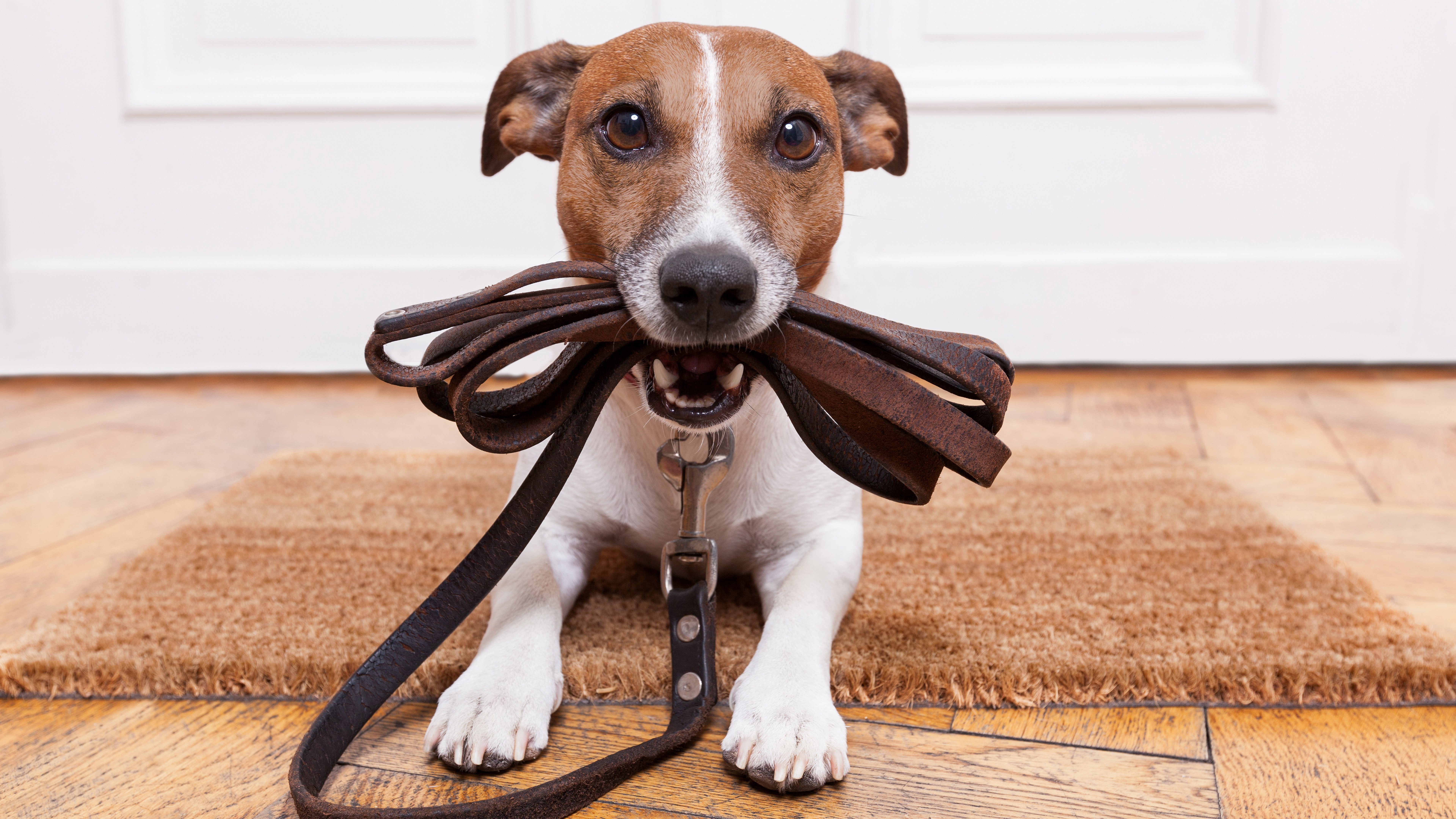domestic, dog, 8K, canine, vertebrate, jack russell terrier, mammal, beagle, flooring, puppy, pets, small, no people, animal themes, dachshund, young animal, HD Wallpaper