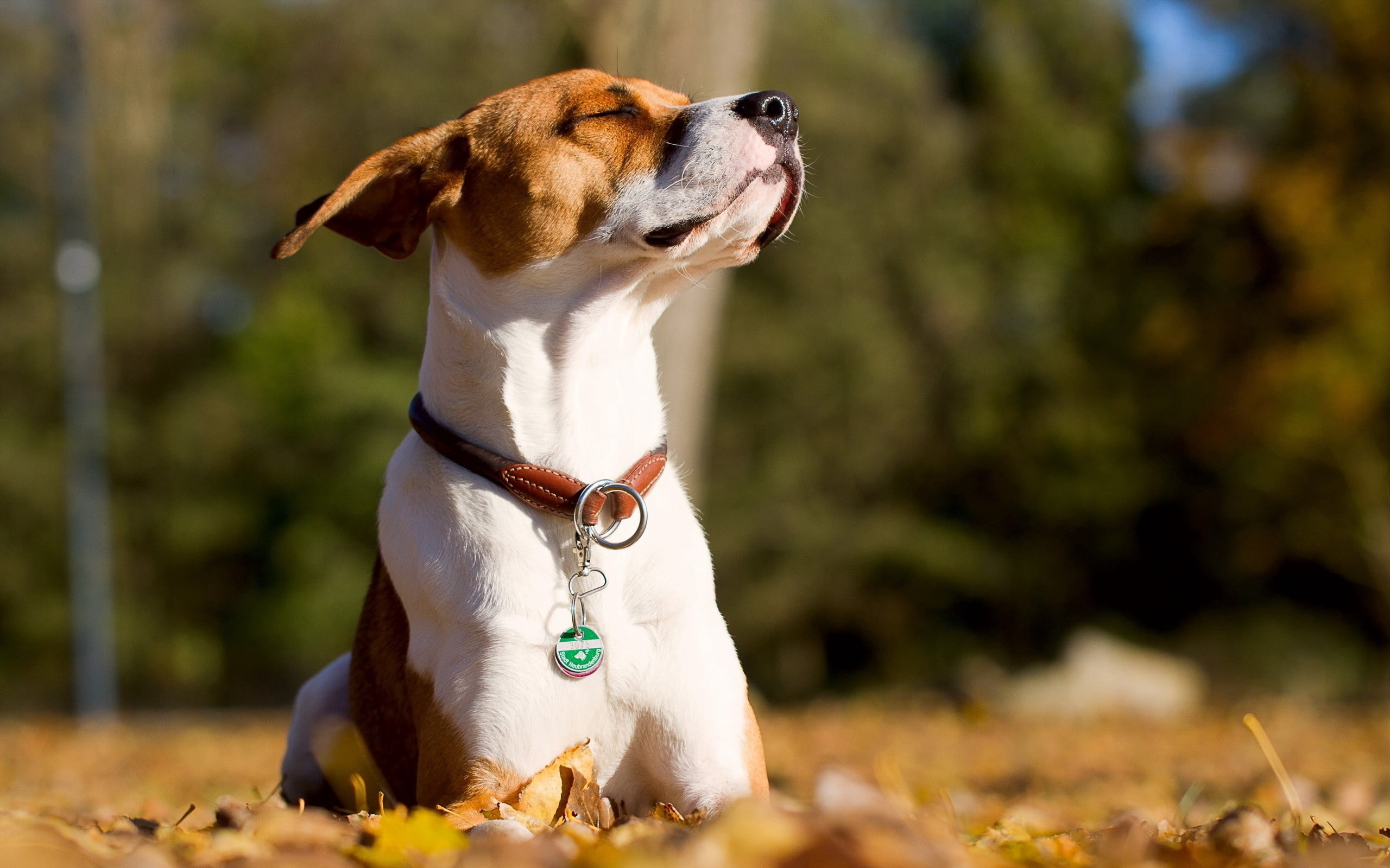nature, fun, playful, domestic Animals, tan, 2K, looking, canine, white, puppy, jack, mammal, portrait, one Animal, leaves, cute, no people, outdoors, HD Wallpaper
