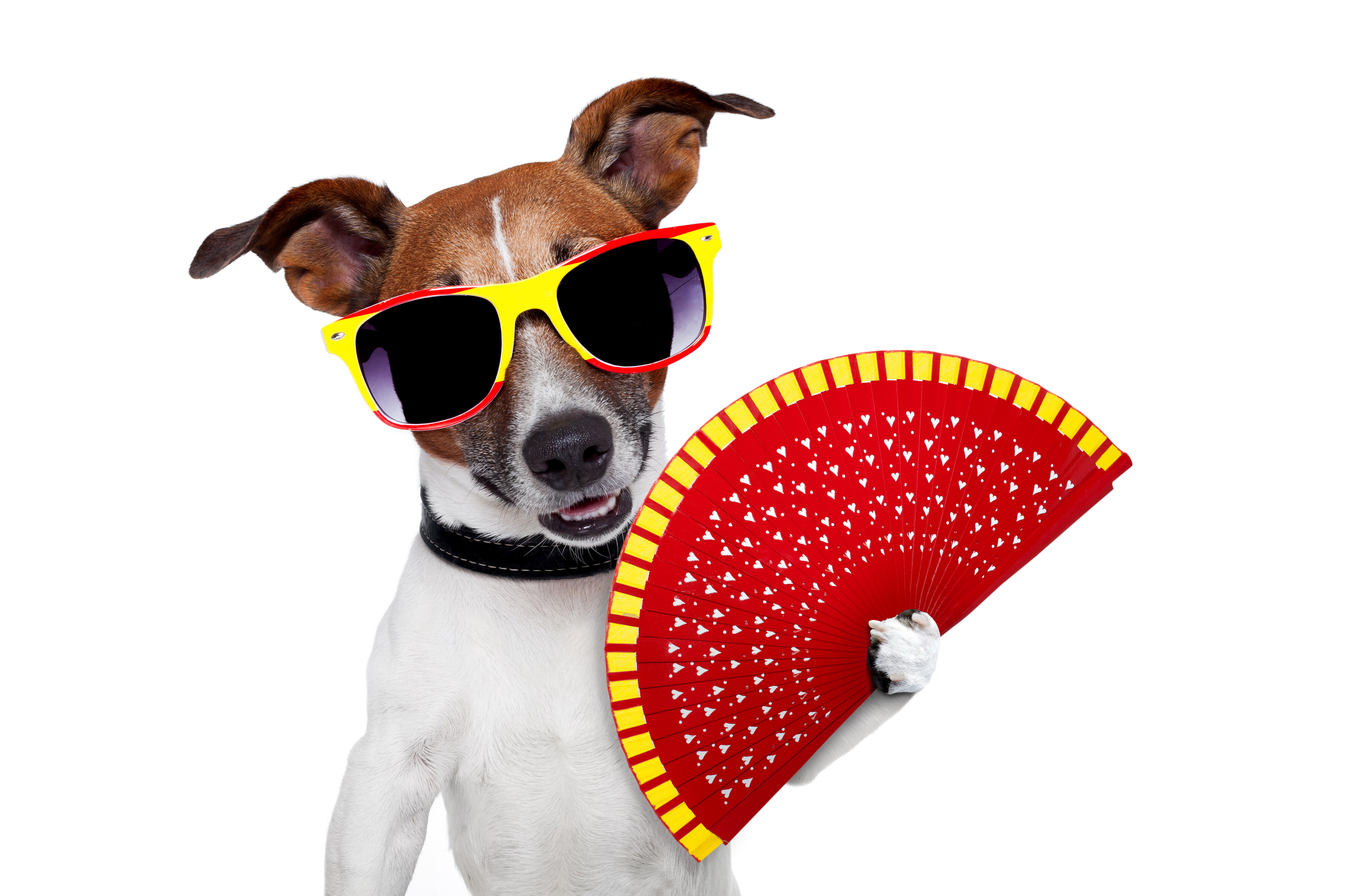 glasses, fan, dog, Jack Russell Terrier, 5K, white background, humor, HD Wallpaper