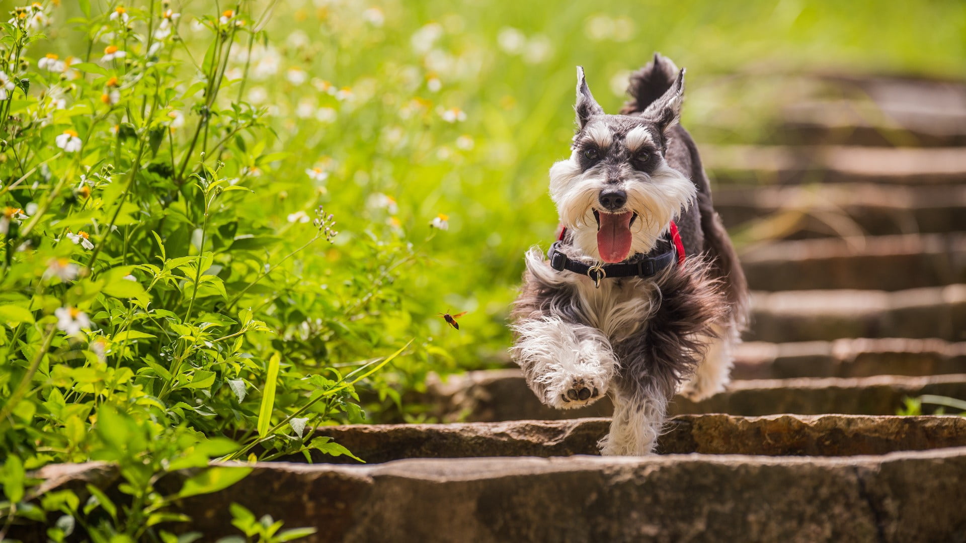 gray, day, nature, green color, domestic animals, animal, 1080P, no people, small, one animal, panting, white, vertebrate, domestic, animal mouth, canine, HD Wallpaper