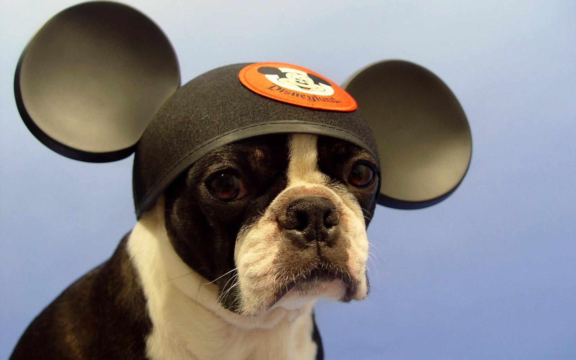domestic, portrait, vertebrate, Boston Terrier, small, domestic animals, pet clothing, hat, pets, animal themes, animals, no people, looking, 1080P, mammal, HD Wallpaper