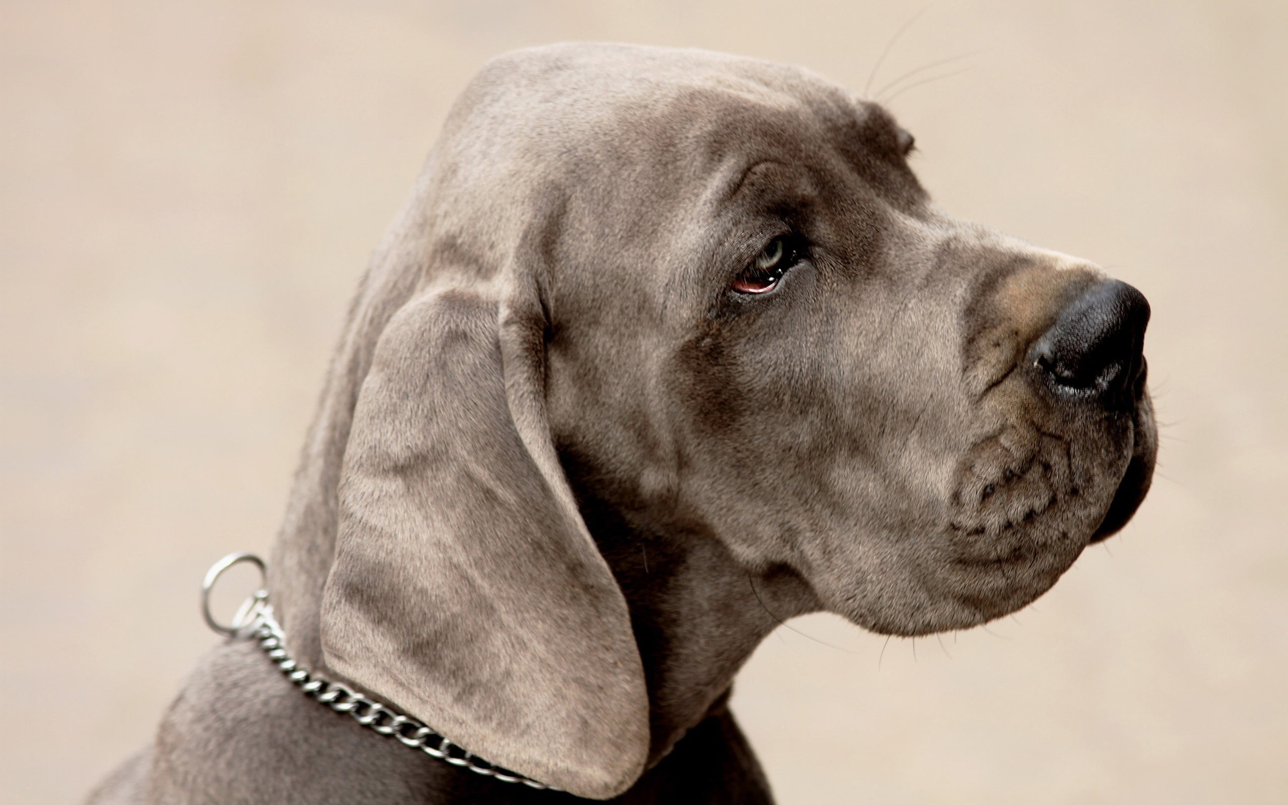 animals, animal eye, dog, gray, close-up, pets, domestic animals, puppy, side view, one animal, looking, headshot, coated, vertebrate, canine, weimaraner, HD Wallpaper