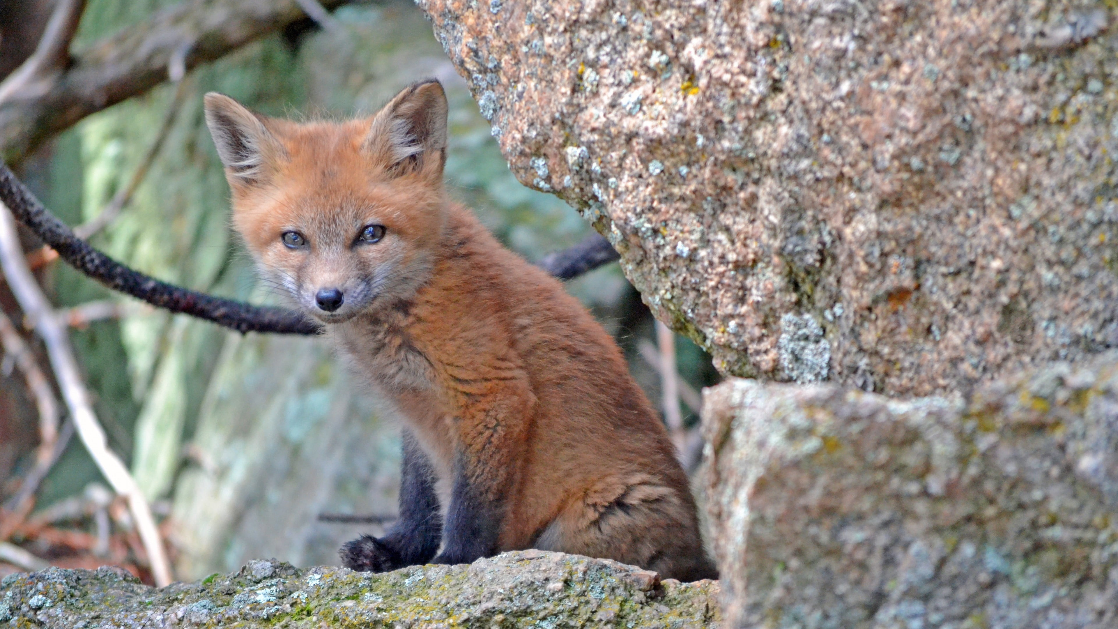 portrait, looking, animal wildlife, one animal, solid, brown, black, outdoors, no people, rock - object, rock, fox, cat, animals in the wild, mammal, 4K, HD Wallpaper