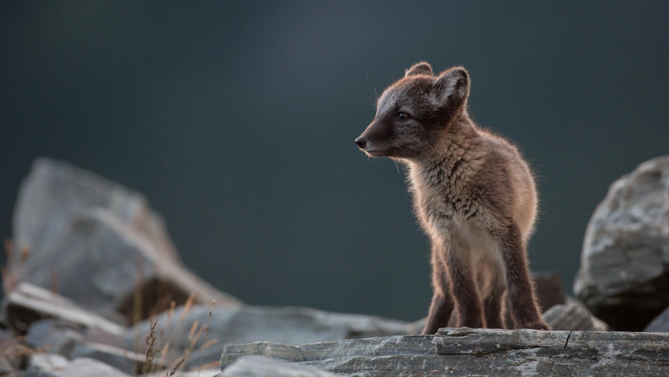 one animal, animals, rock, rock - object, full length, day, survival, vertebrate, stones, outdoors, 720P, mammal, wolf, animal wildlife, standing, depth of field, HD Wallpaper