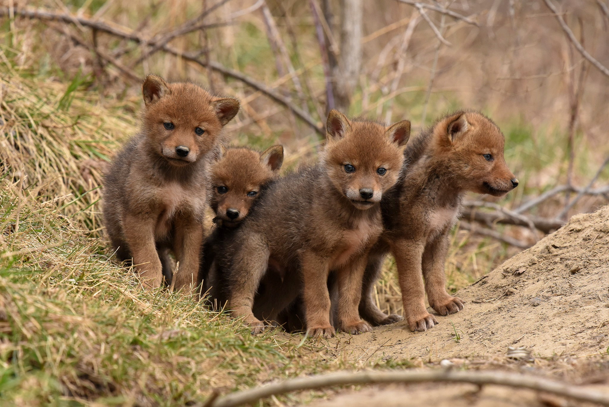 Baby Animal, Animal, Cub, Coyote, Fox, Wildlife, 1080P, HD Wallpaper